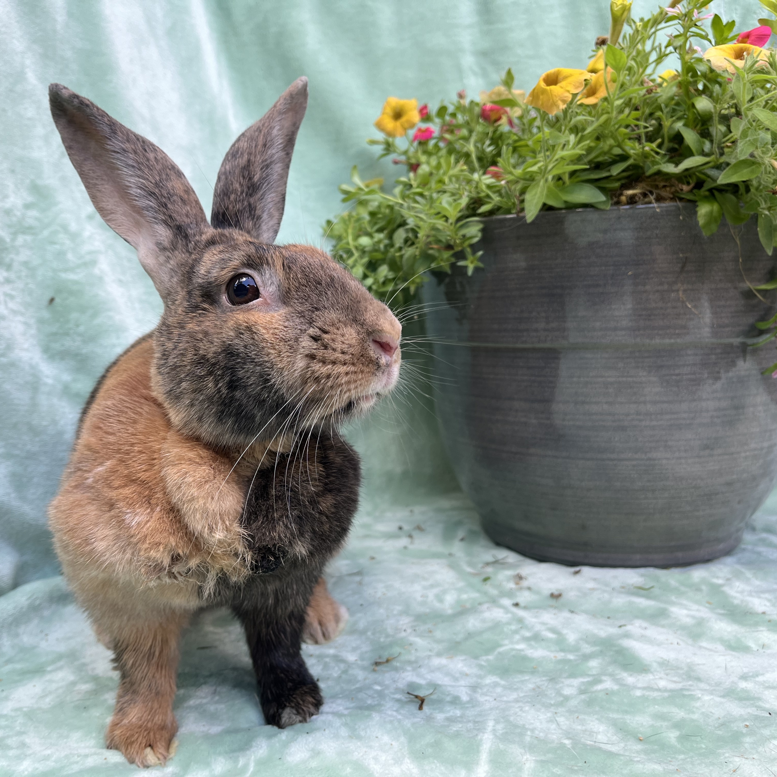 Krinkle, a Adoptable Harlequin in Indianapolis, IN image 1/6