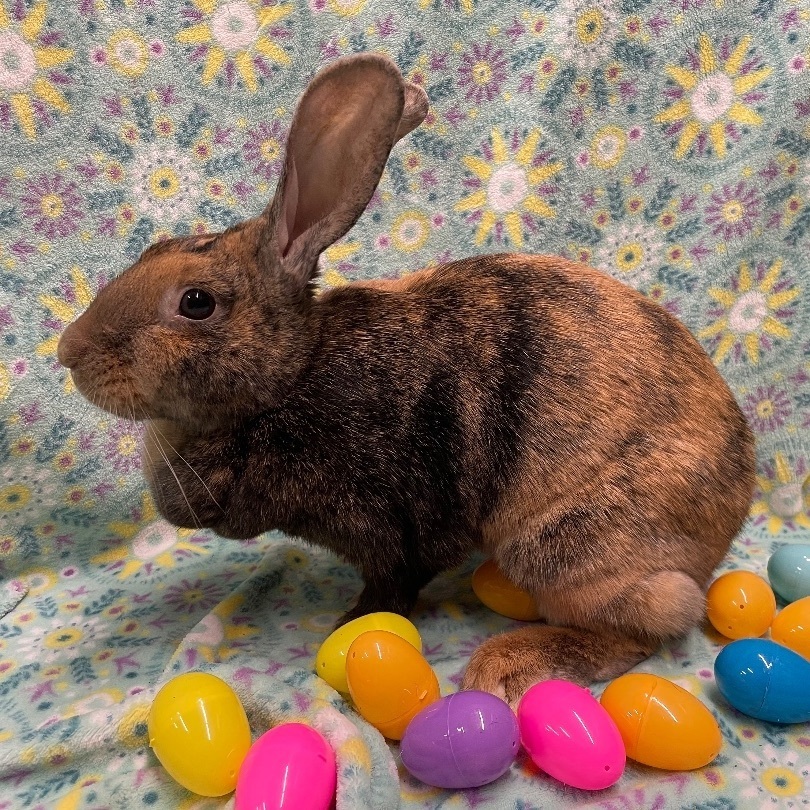 Krinkle, a Adoptable Harlequin in Indianapolis, IN image 4/6