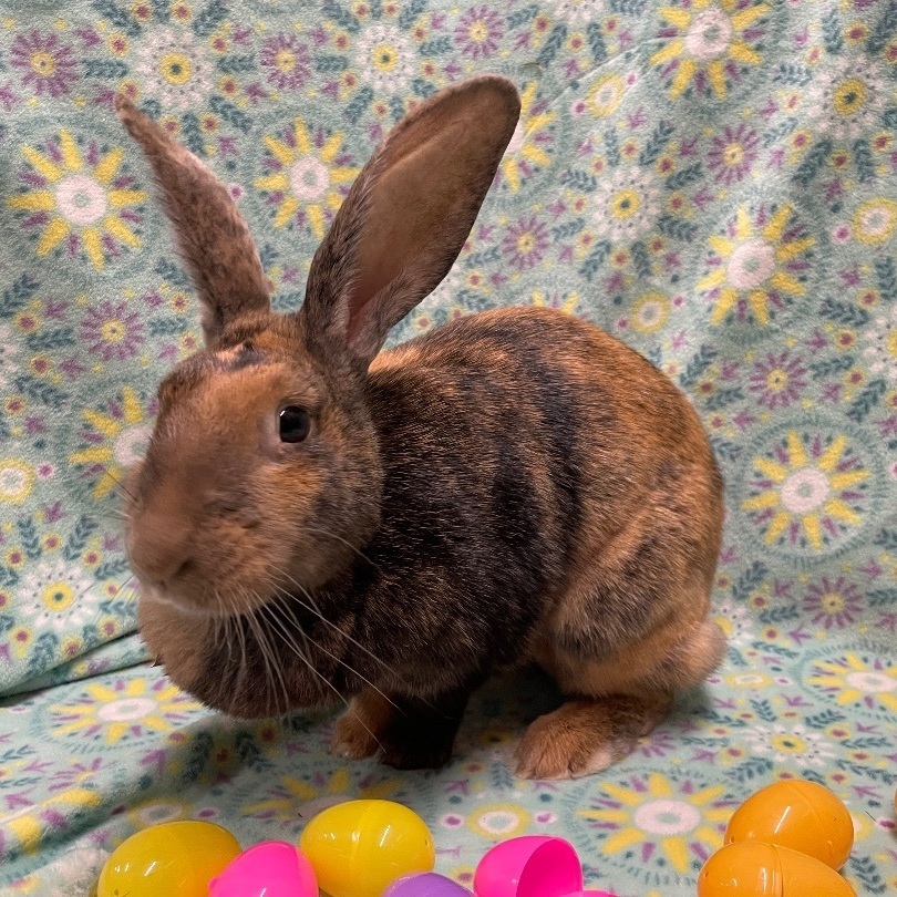 Krinkle, a Adoptable Harlequin in Indianapolis, IN image 5/6