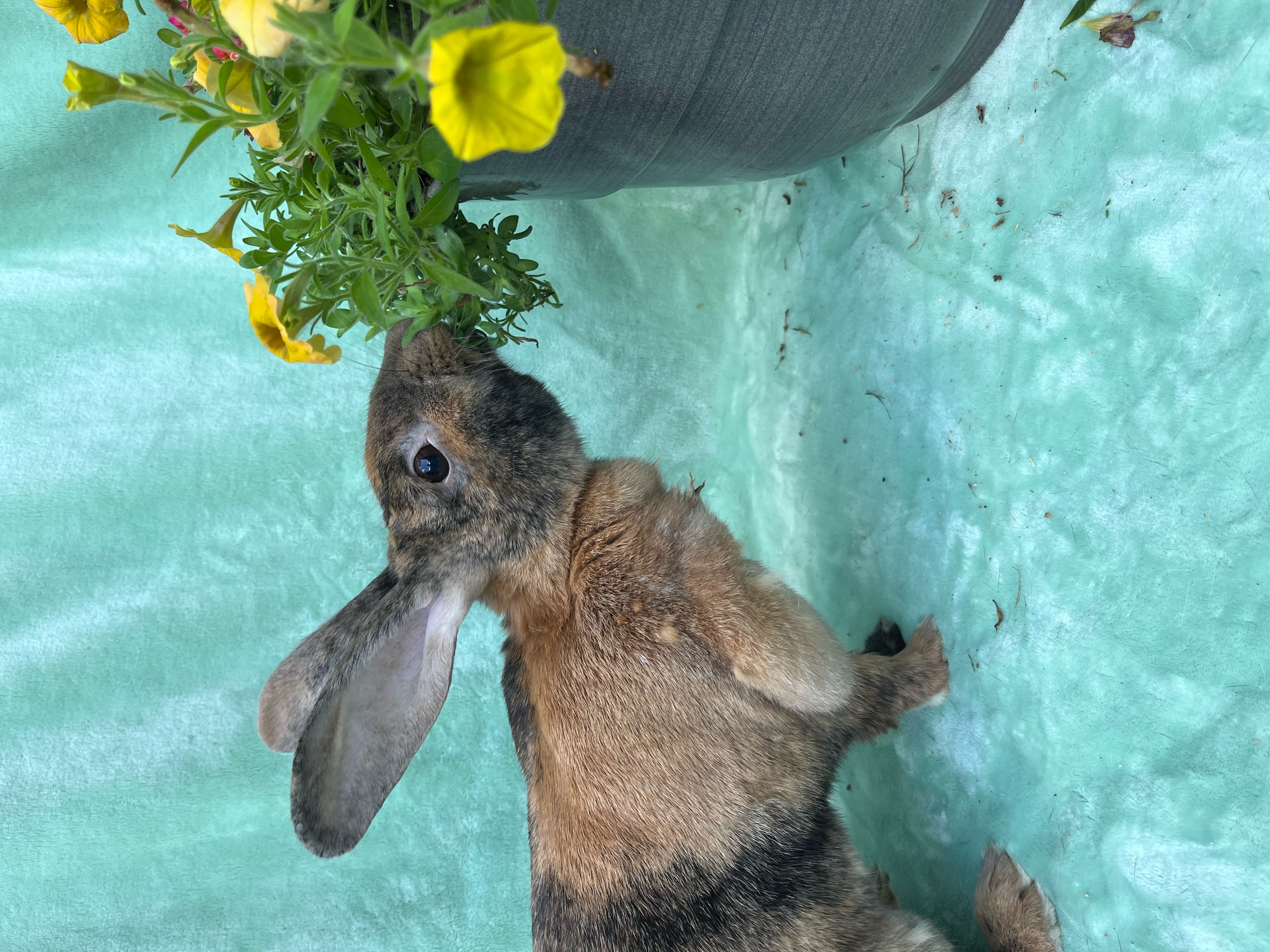 Krinkle, a Adoptable Harlequin in Indianapolis, IN image 6/6