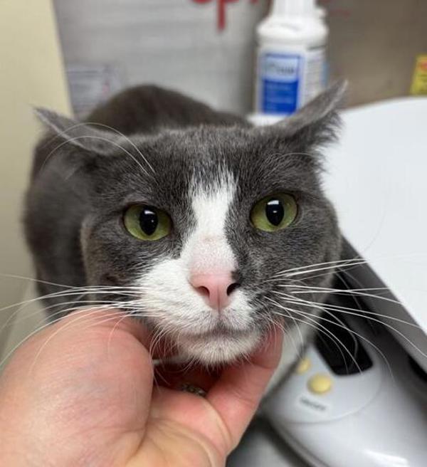 Oliver Twist, Adoptable, Young Male Domestic Short Hair.