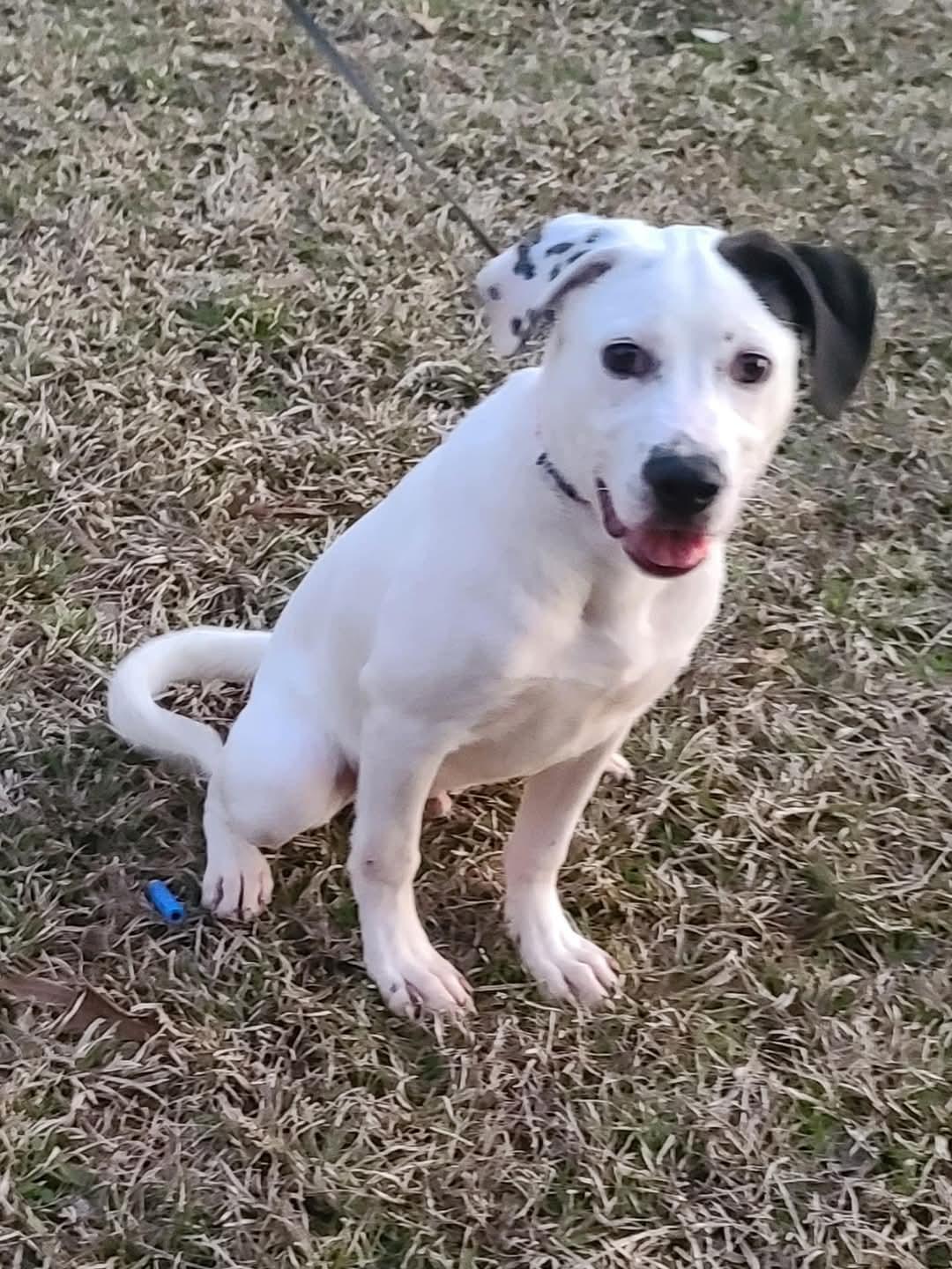 Channing, a Adoptable mixed breed in Ayden, NC image 5/6