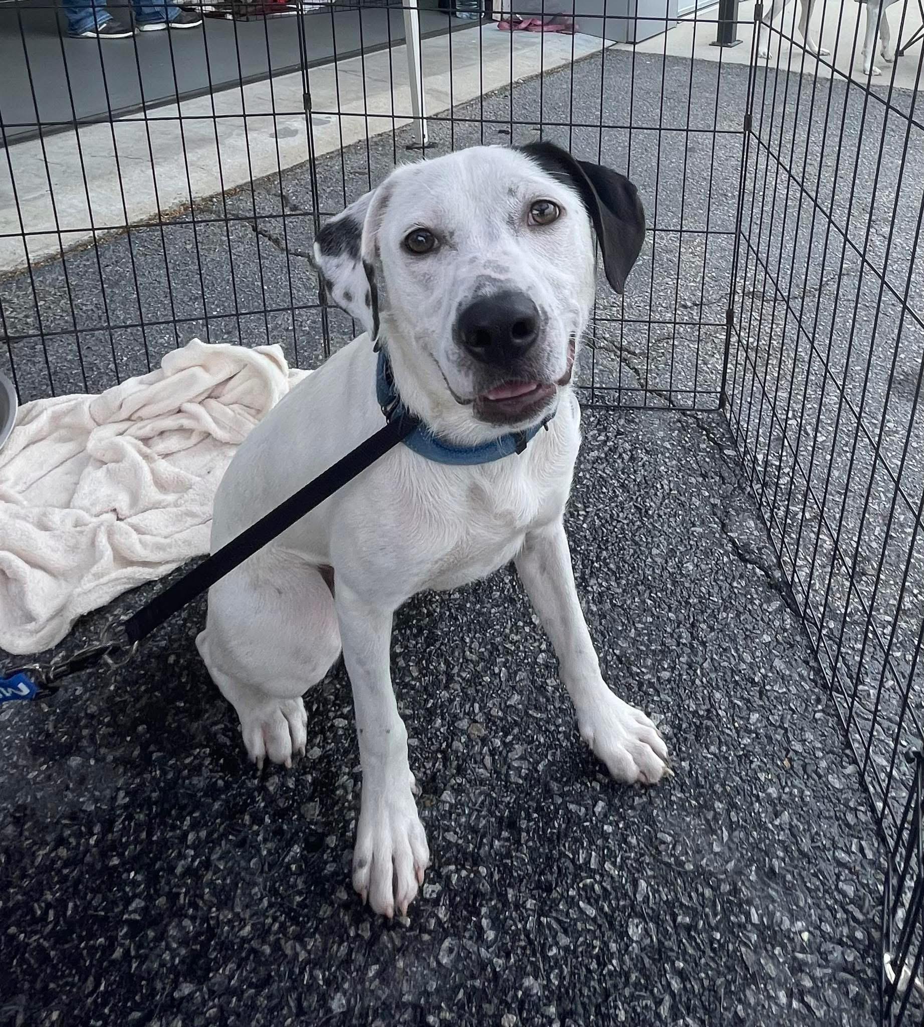 Channing, a Adoptable mixed breed in Ayden, NC image 3/6