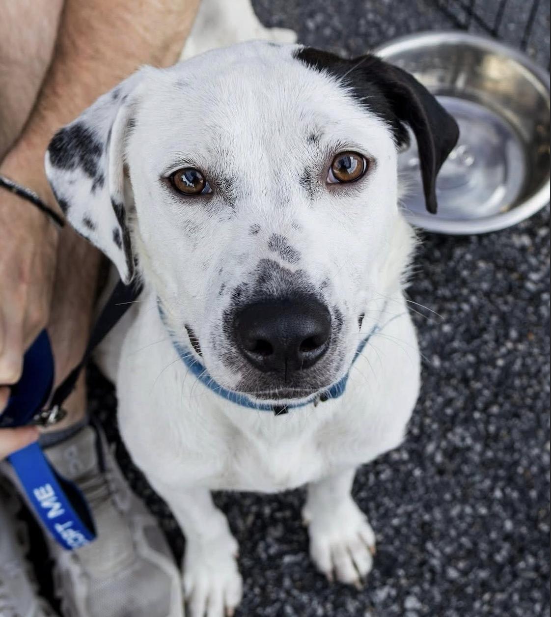 Channing, Adoptable, Young Male Retriever.
