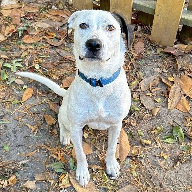 Enlarge Channing, a Adoptable mixed breed in Ayden, NC image 5/6
