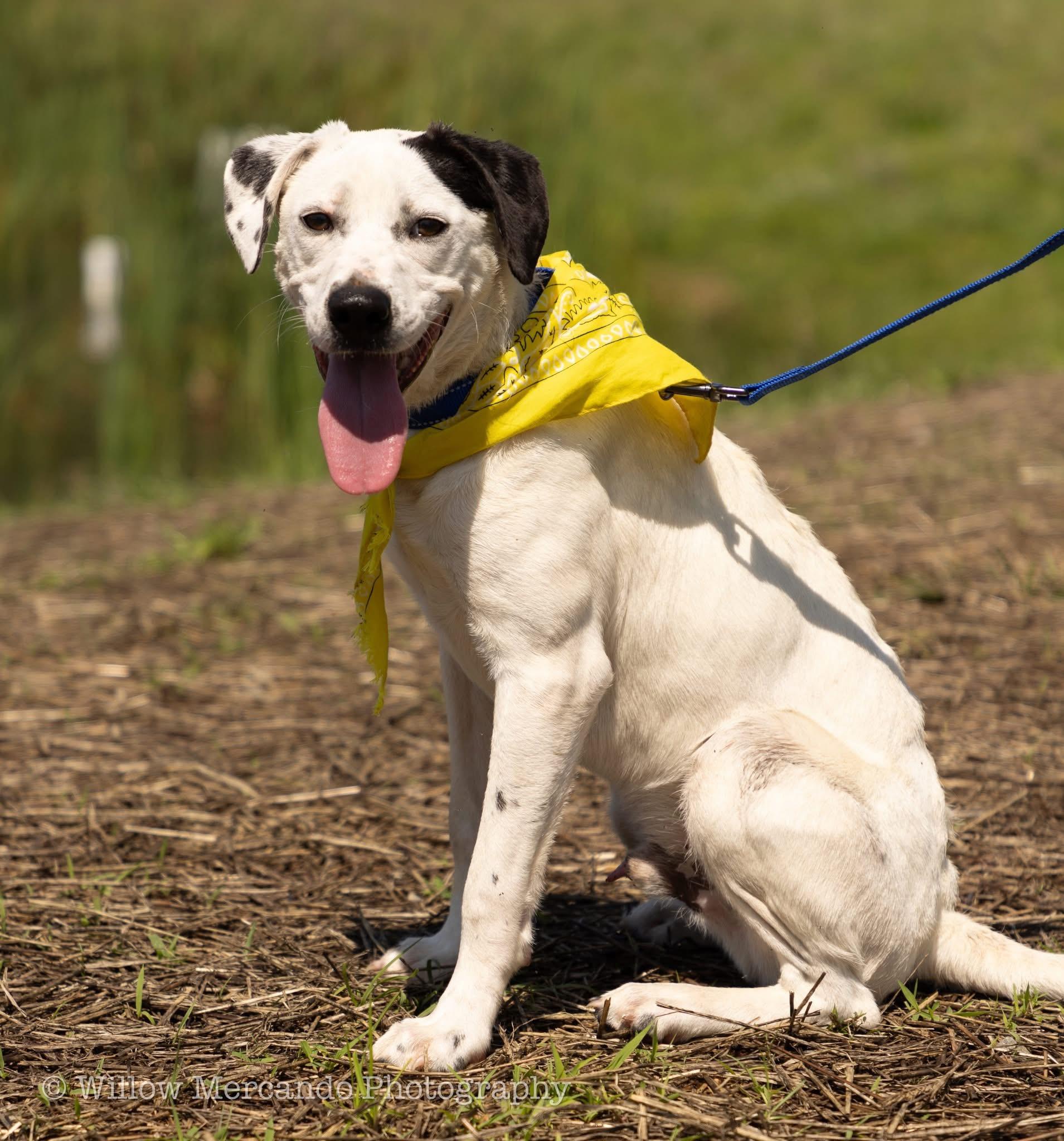 Channing, a Adoptable mixed breed in Ayden, NC image 1/6
