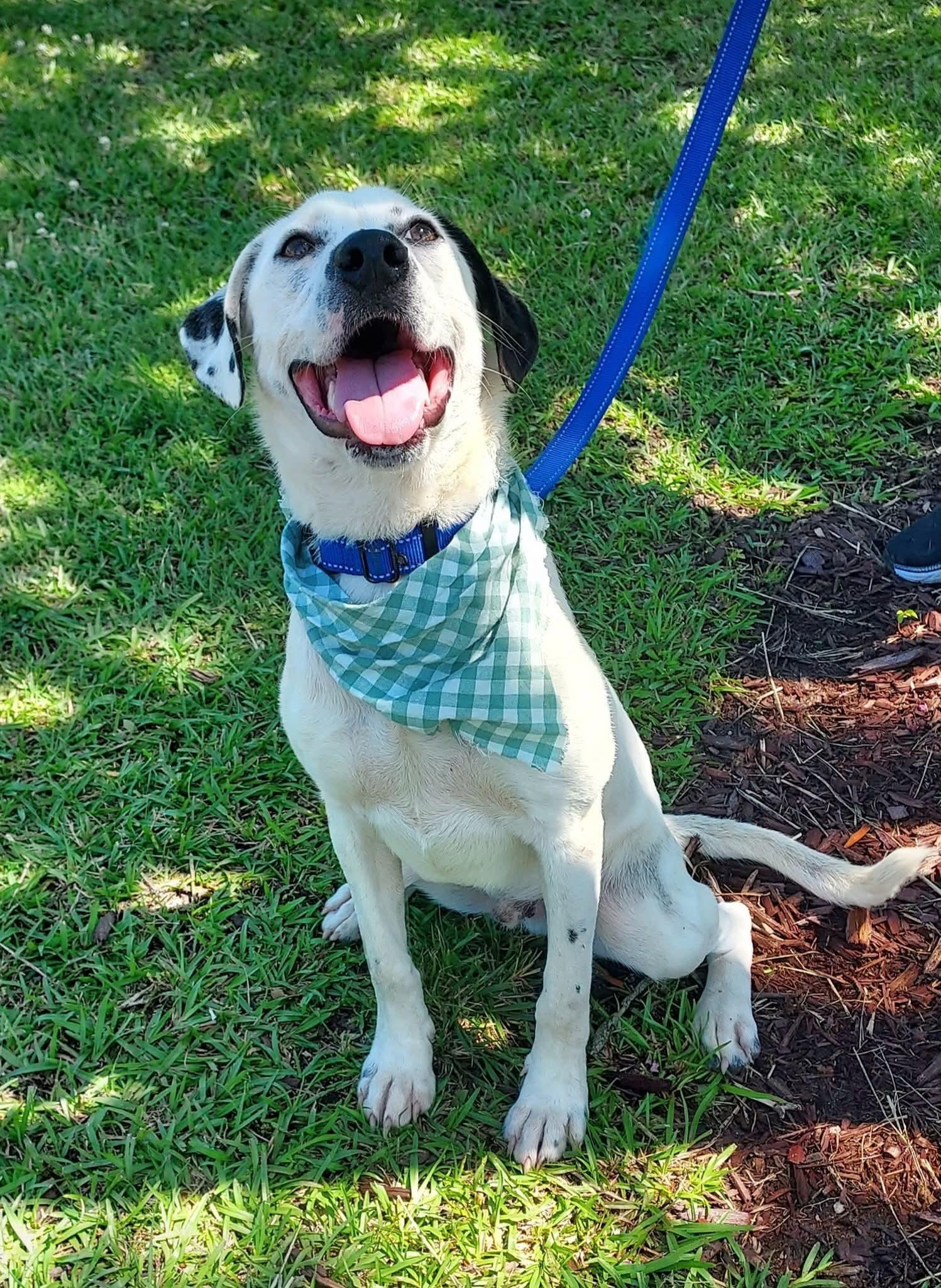 Channing, a Adoptable mixed breed in Ayden, NC image 4/6