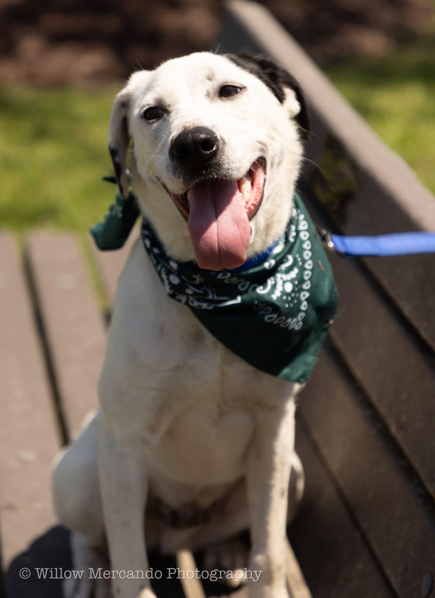 Channing, a Adoptable mixed breed in Ayden, NC image 2/6