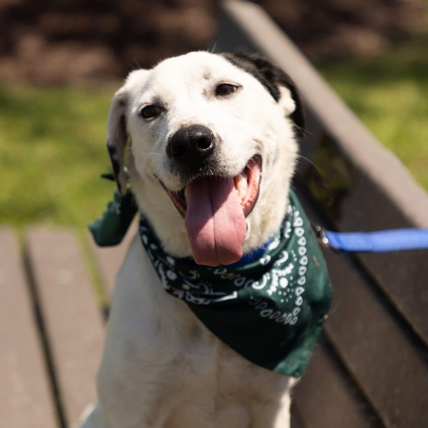 Enlarge Channing, a Adoptable mixed breed in Ayden, NC image 1/6