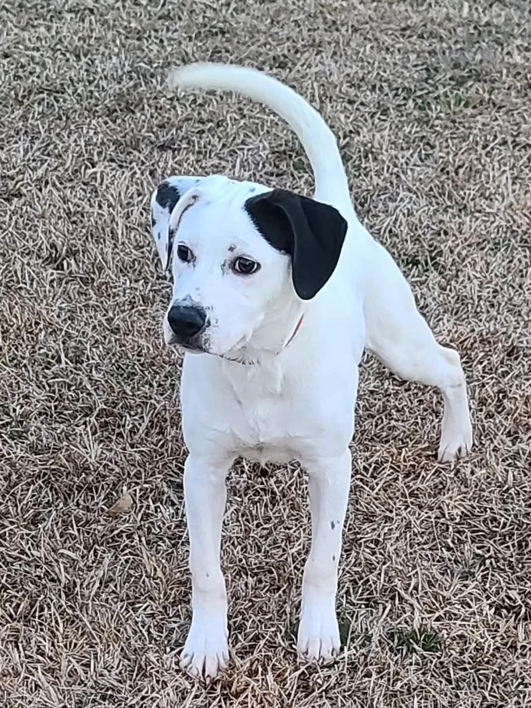 Channing, a Adoptable mixed breed in Ayden, NC image 6/6