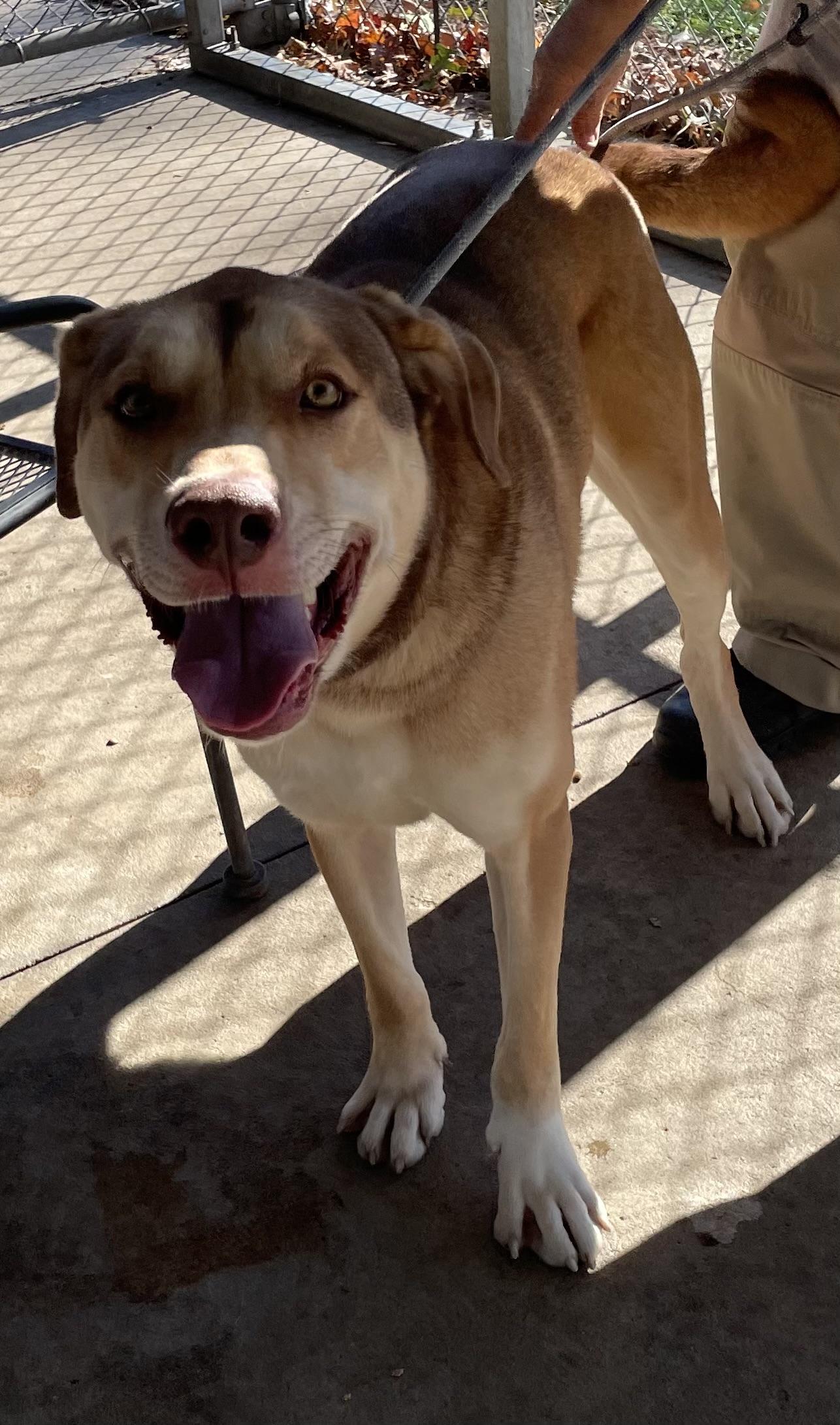 Andre AVAILABLE, a Adoptable mixed breed in Canton, OH image 5/6