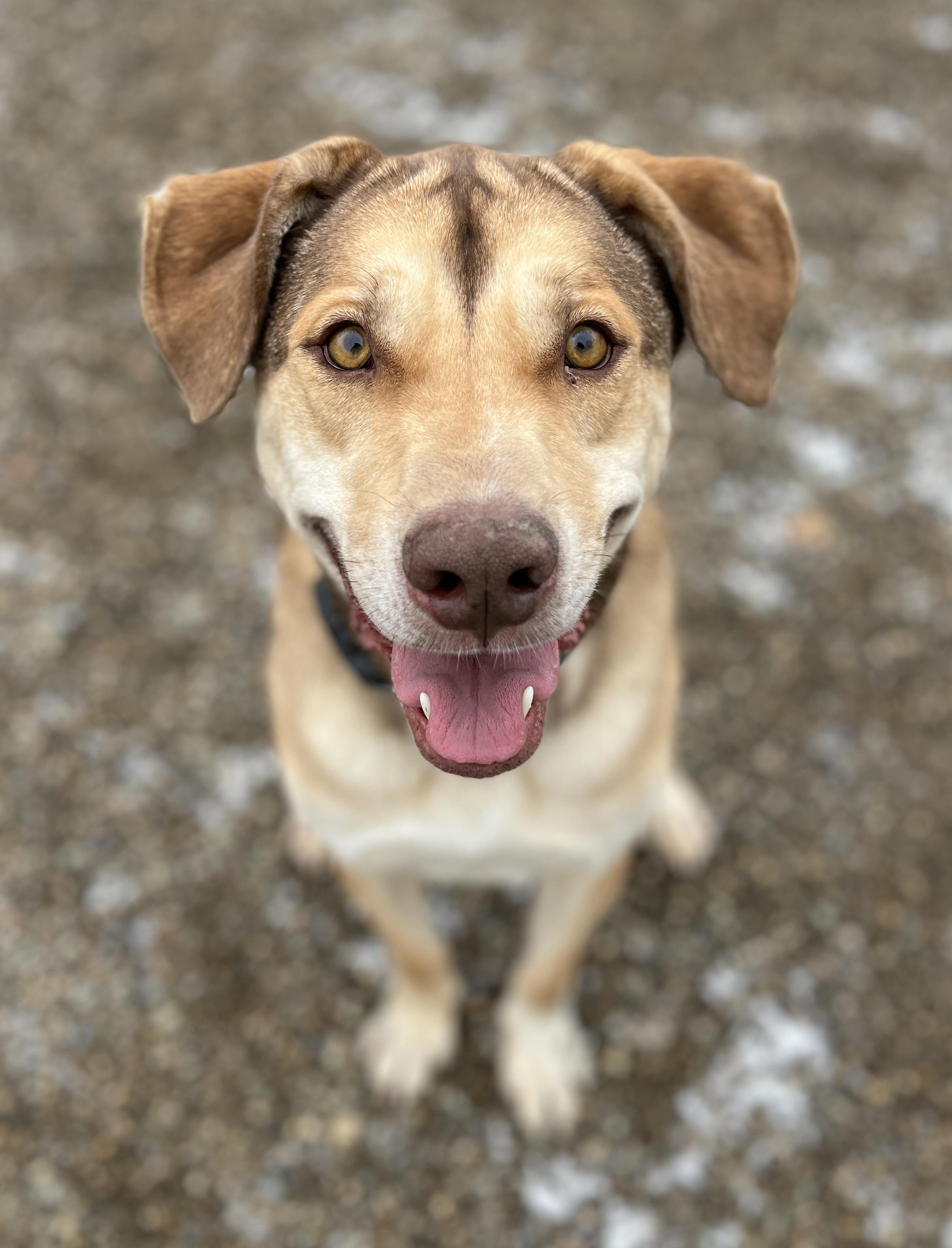 Enlarge Andre AVAILABLE, a Adoptable mixed breed in Canton, OH image 1/6