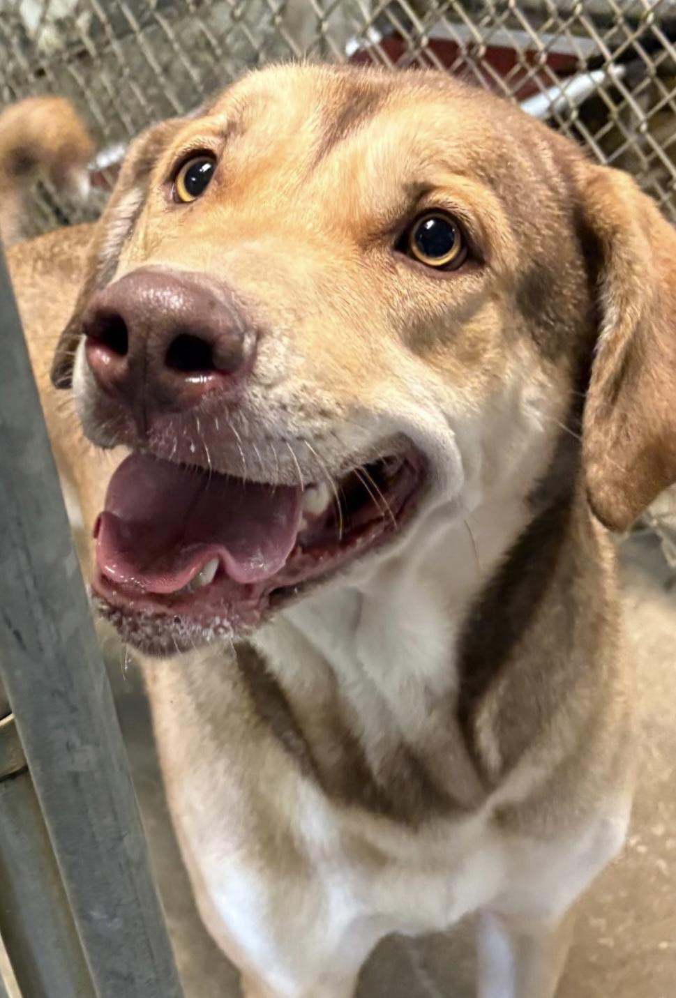 Andre AVAILABLE, a Adoptable mixed breed in Canton, OH image 4/6