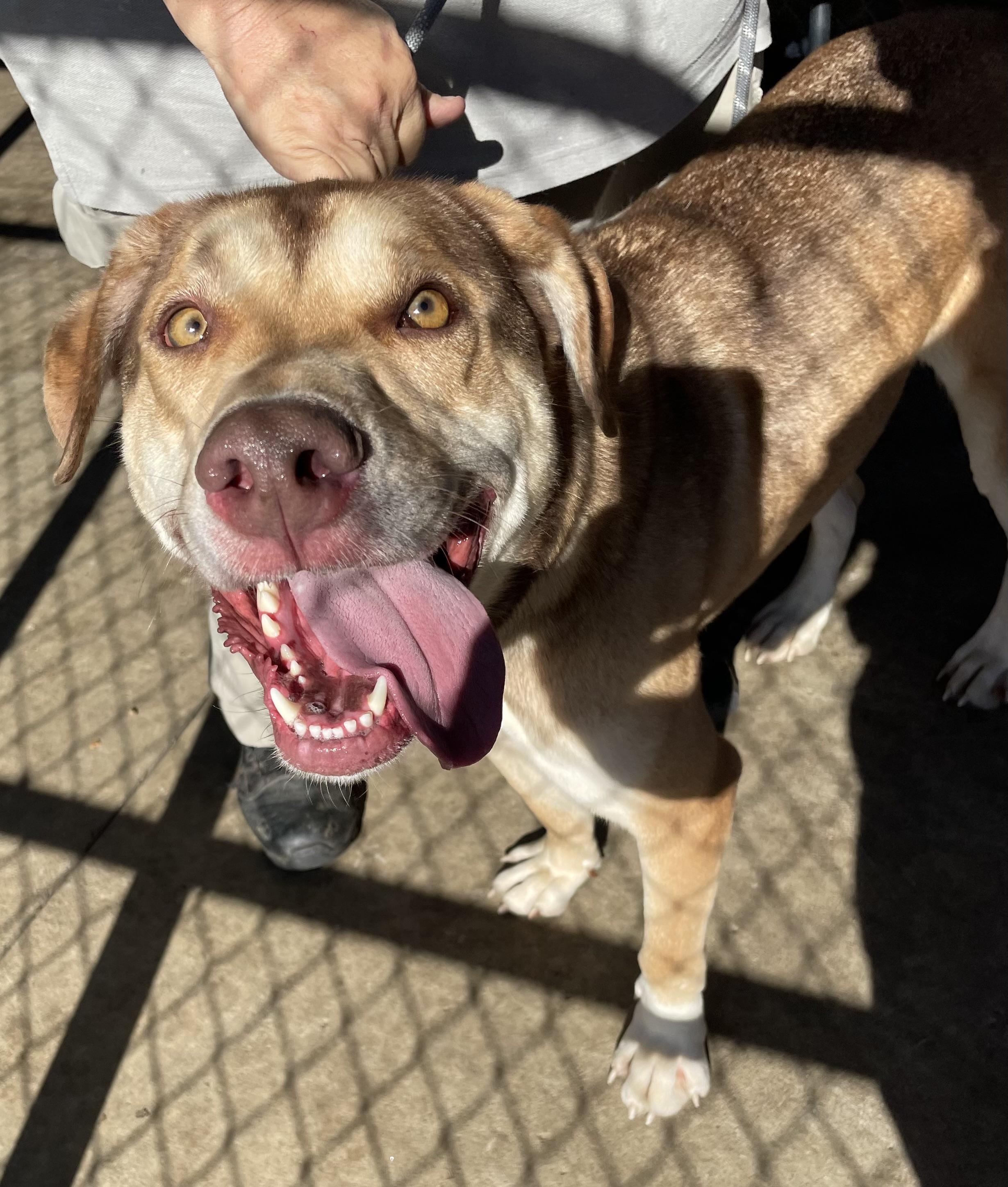 Andre AVAILABLE, Adoptable, Adult Male Shepherd & Hound.