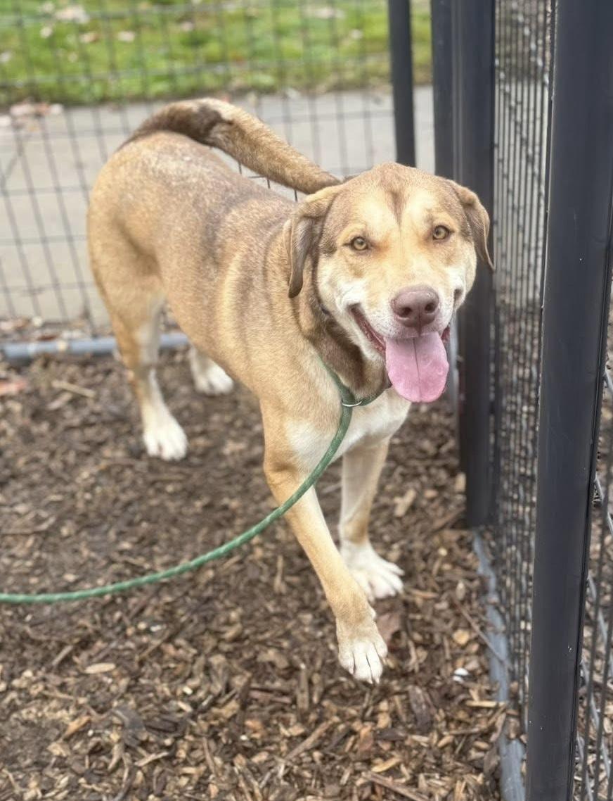 Andre AVAILABLE, a Adoptable mixed breed in Canton, OH image 1/6