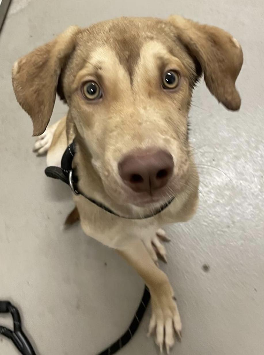 Andre AVAILABLE, a Adoptable mixed breed in Canton, OH image 3/6