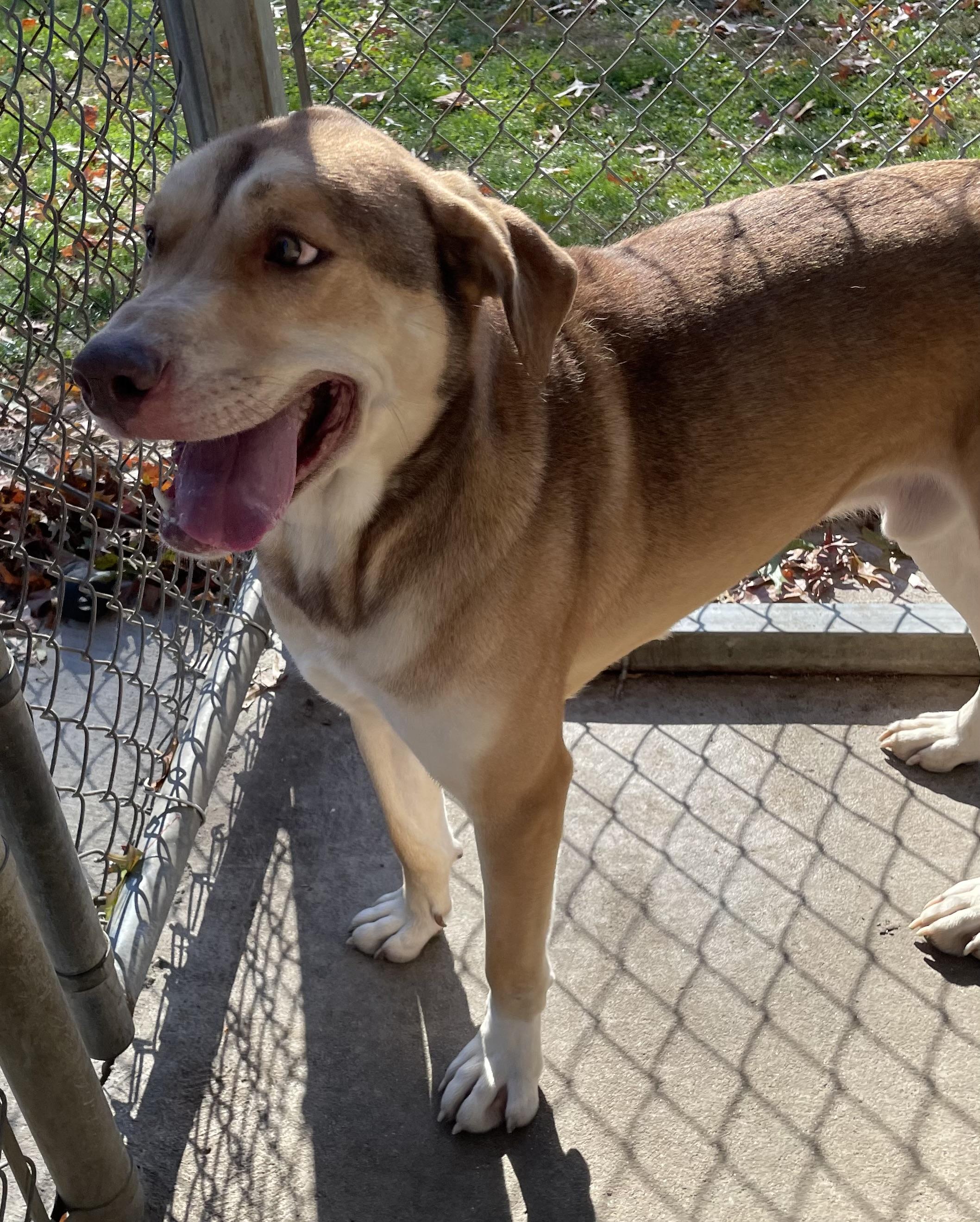 Andre AVAILABLE, a Adoptable mixed breed in Canton, OH image 6/6