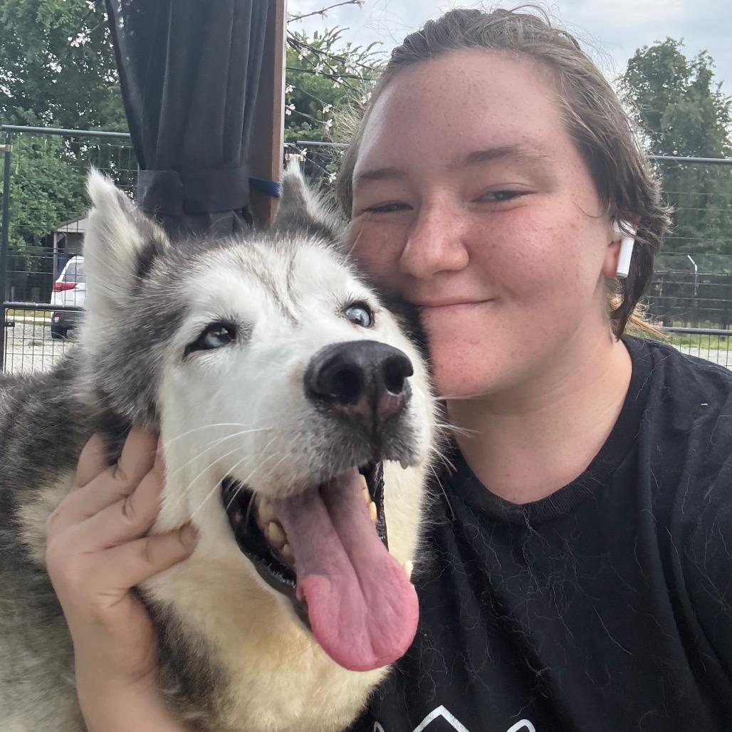 Corey, Adoptable, Senior Male Husky.