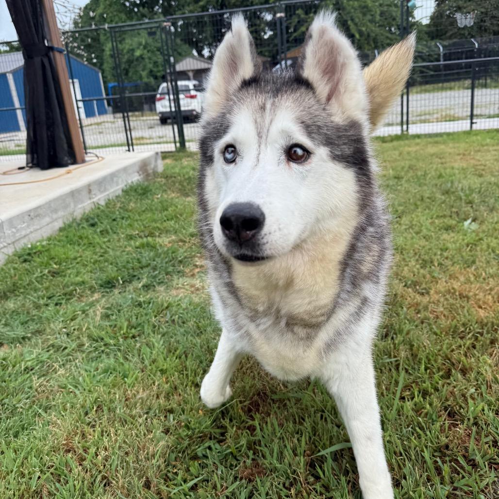 Enlarge Corey, a Adoptable Husky in Eufaula, OK image 2/6