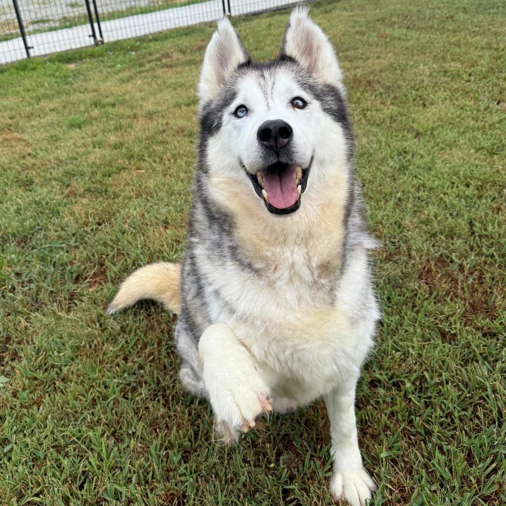 Enlarge Corey, a Adoptable Husky in Eufaula, OK image 3/6
