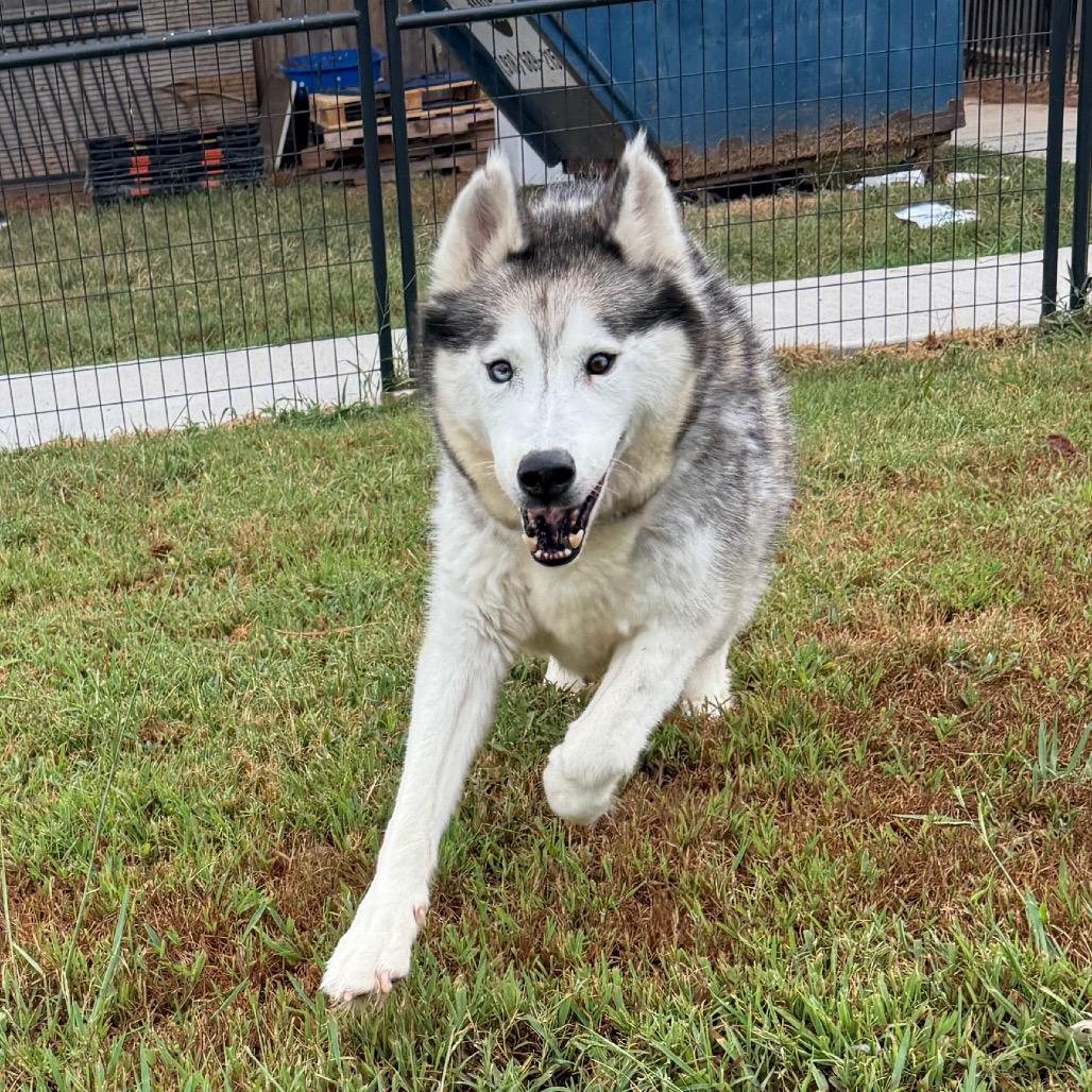 Enlarge Corey, a Adoptable Husky in Eufaula, OK image 4/6