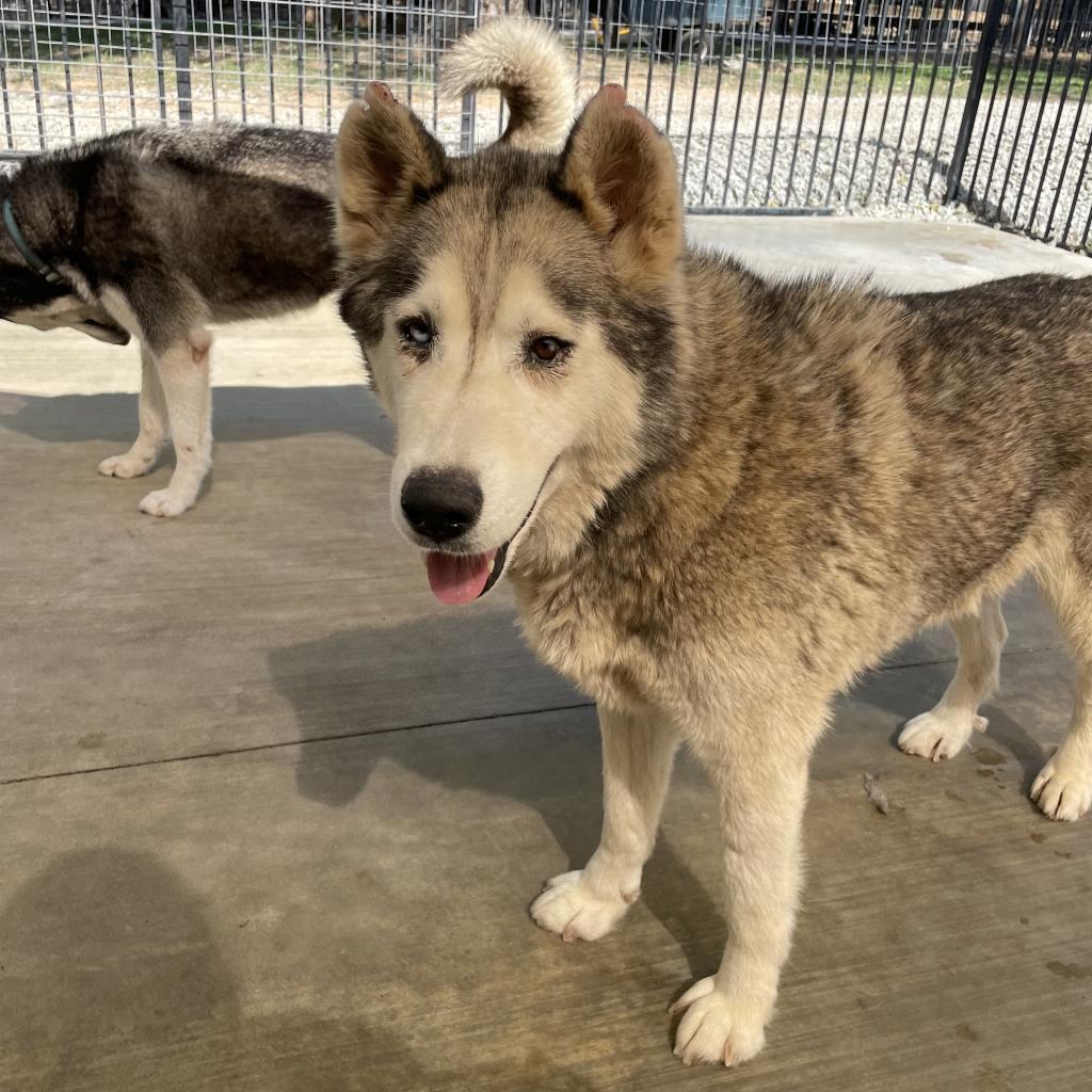Enlarge Corey, a Adoptable Husky in Eufaula, OK image 5/6