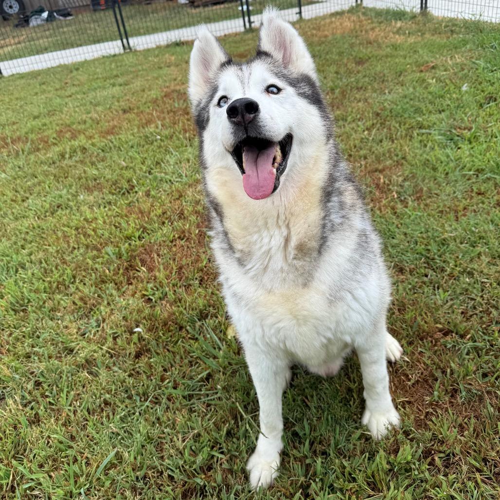 Enlarge Corey, a Adoptable Husky in Eufaula, OK image 6/6