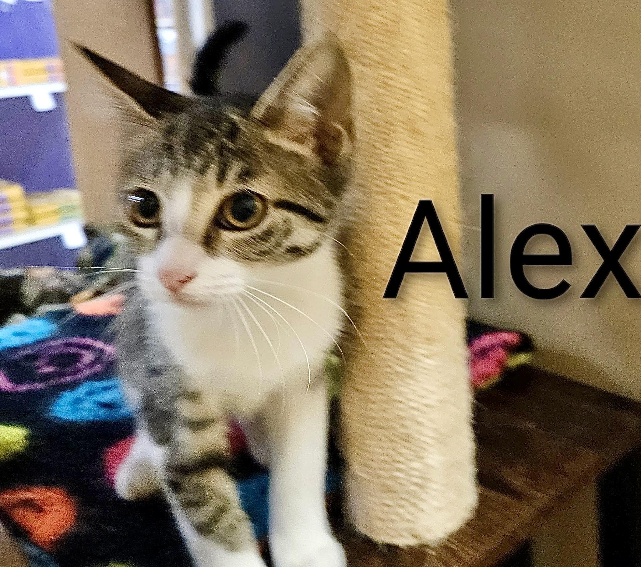 Alex - North Conroe Petsmart