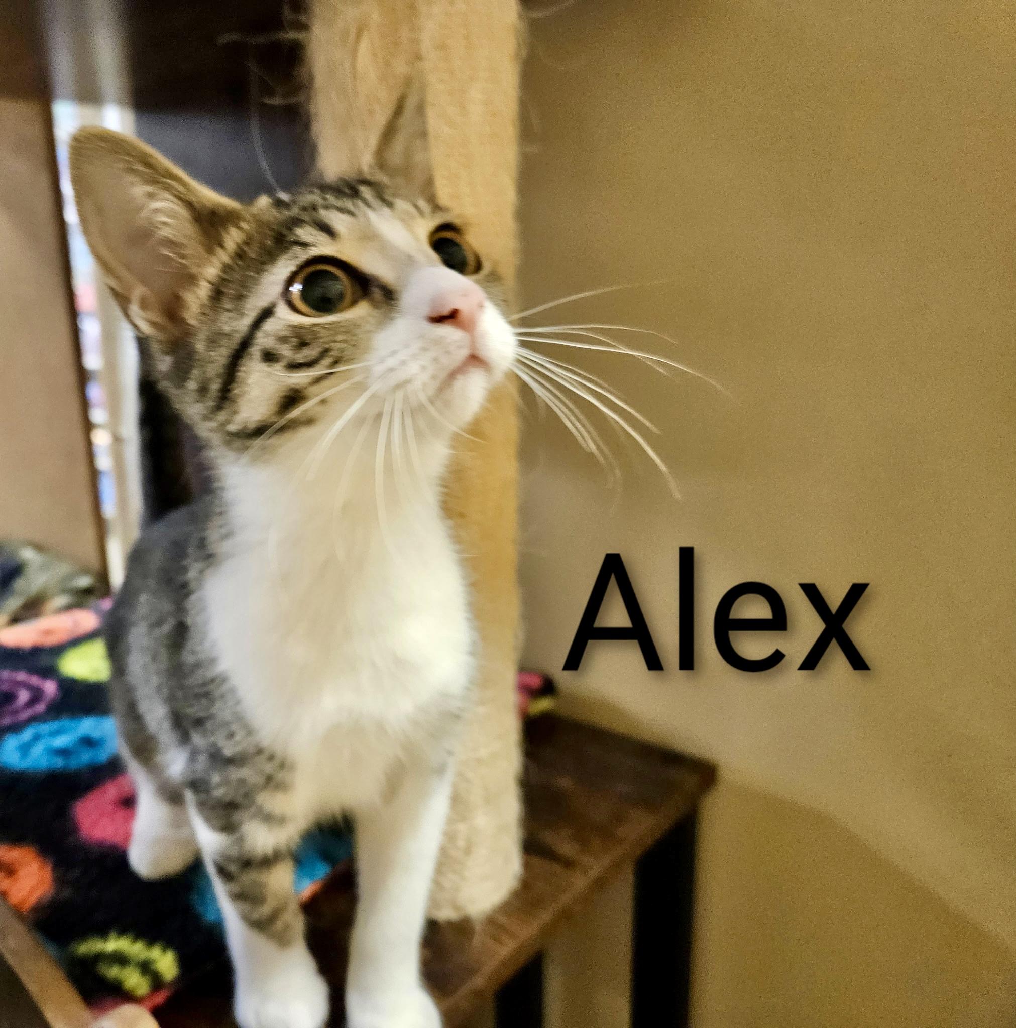 Alex - North Conroe Petsmart