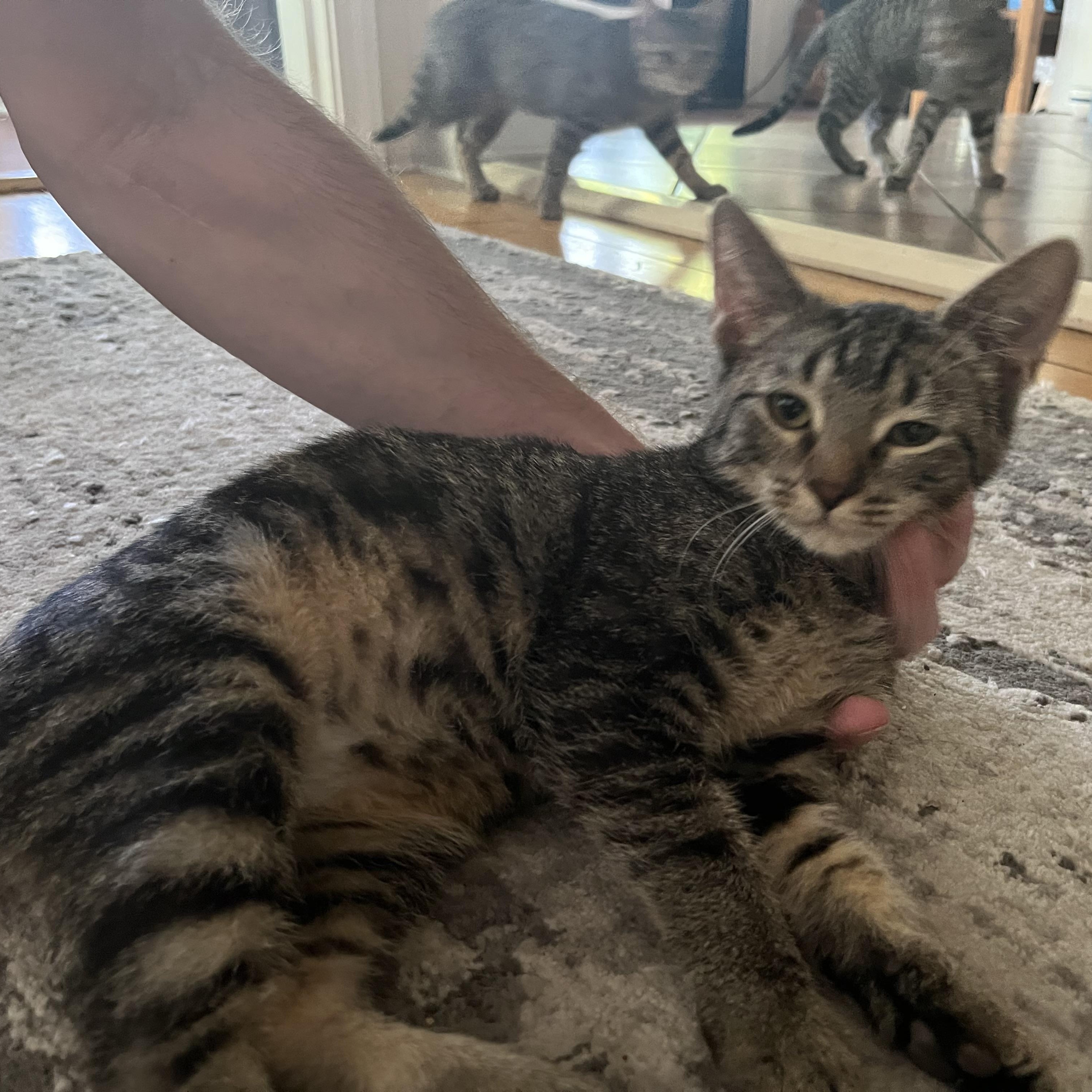 Scout, Adoptable, Kitten Female Tabby.