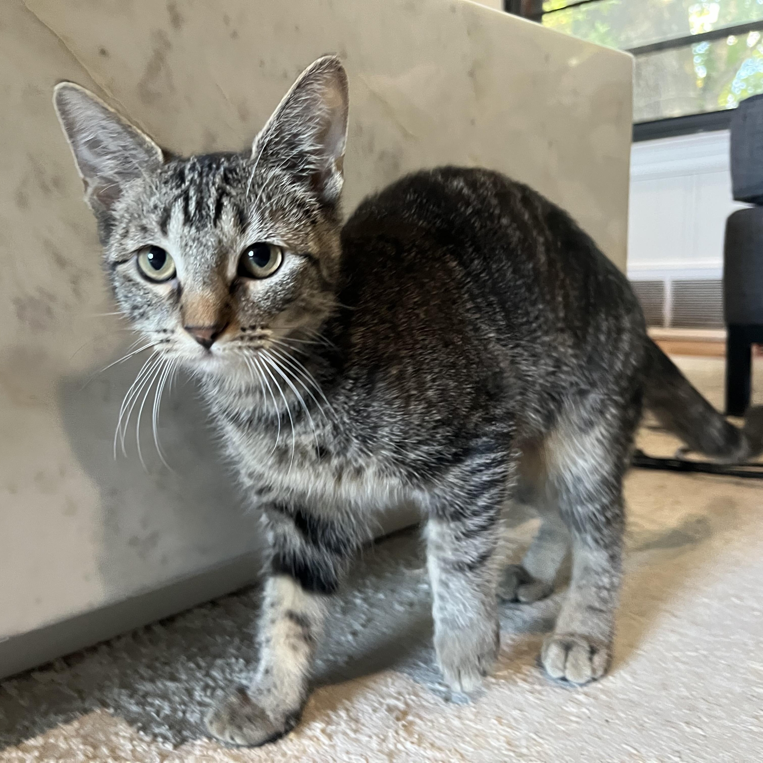 Scout, Adoptable, Kitten Female Tabby.