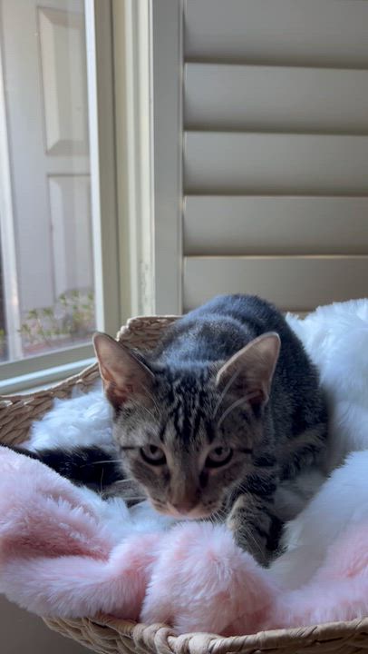 Enlarge Scout, a Adoptable Tabby in Memphis, TN video 6/6