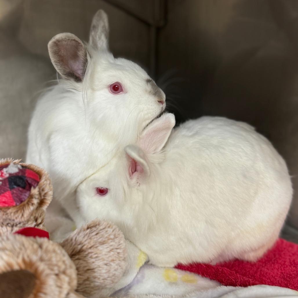 Enlarge Fahrenheit, a Adoptable Lionhead in Richmond, CA image 1/6