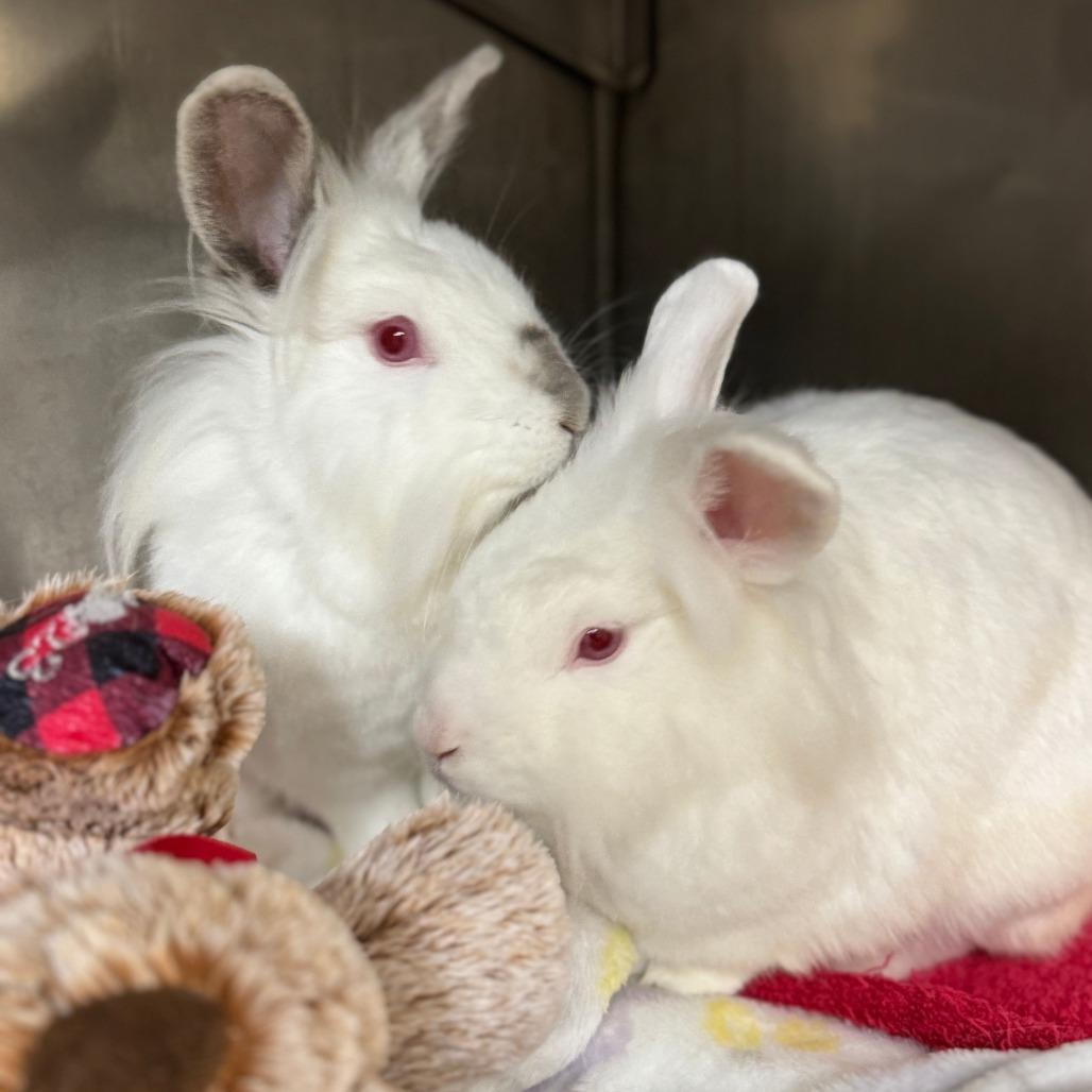 Enlarge Fahrenheit, a Adoptable Lionhead in Richmond, CA image 2/6