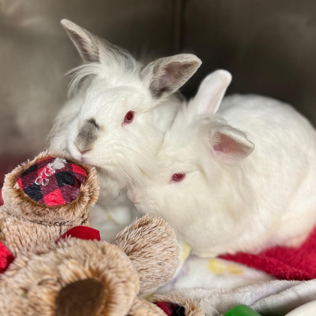 Enlarge Fahrenheit, a Adoptable Lionhead in Richmond, CA image 4/6