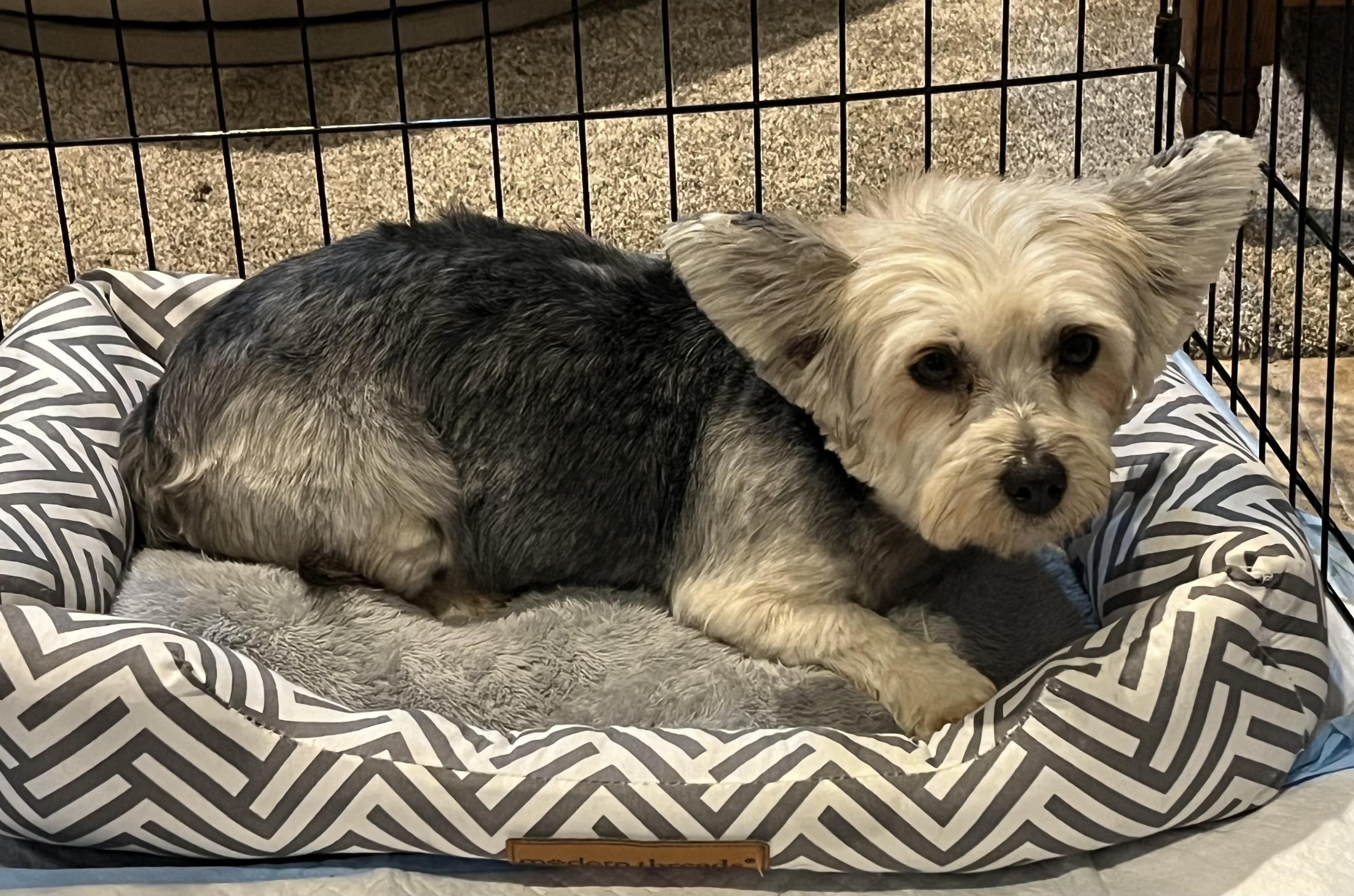 Chili, a ADOPTABLE mixed breed in Overland Park, KS image 3/3