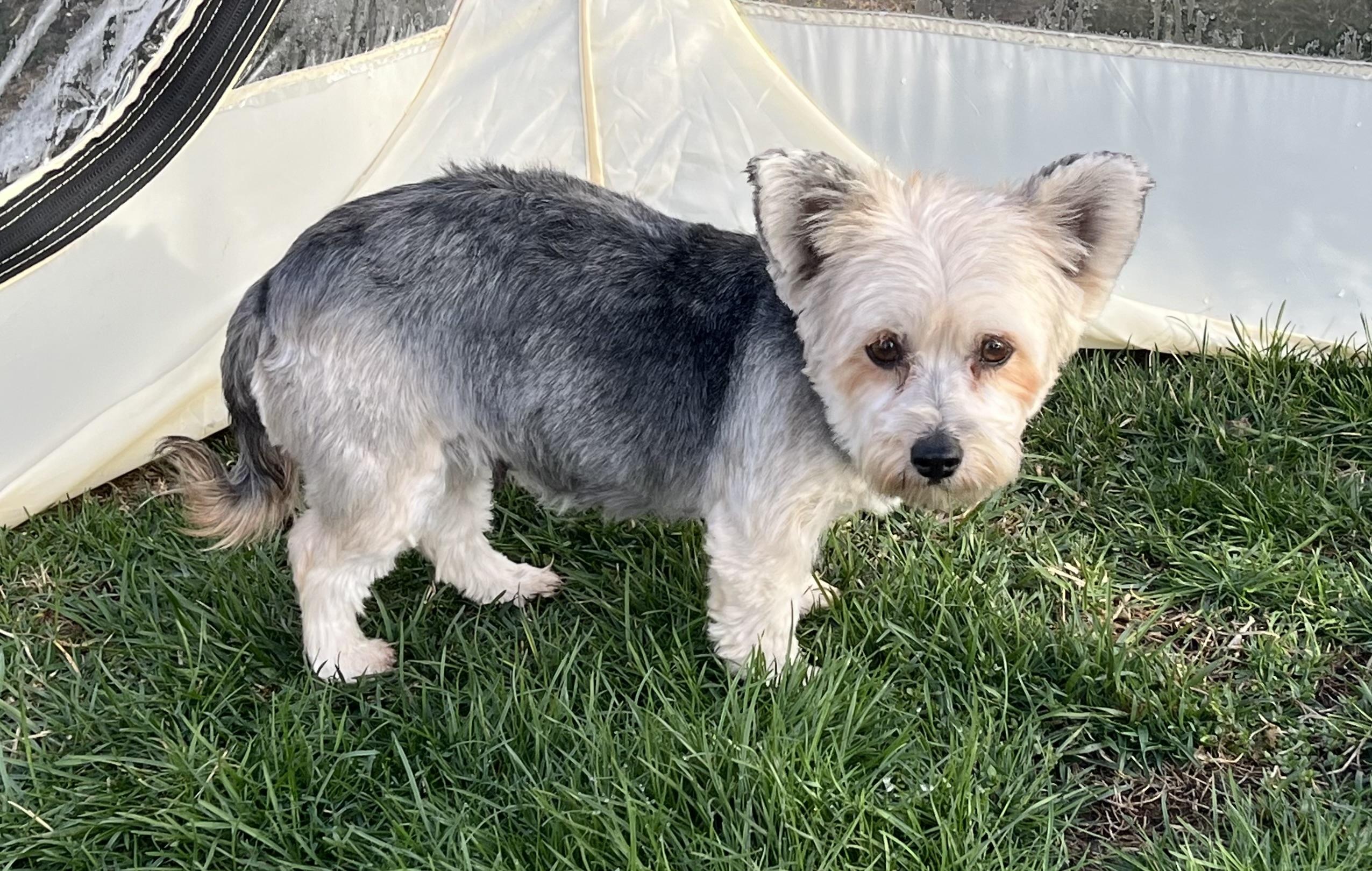Chili, a ADOPTABLE mixed breed in Overland Park, KS image 2/3