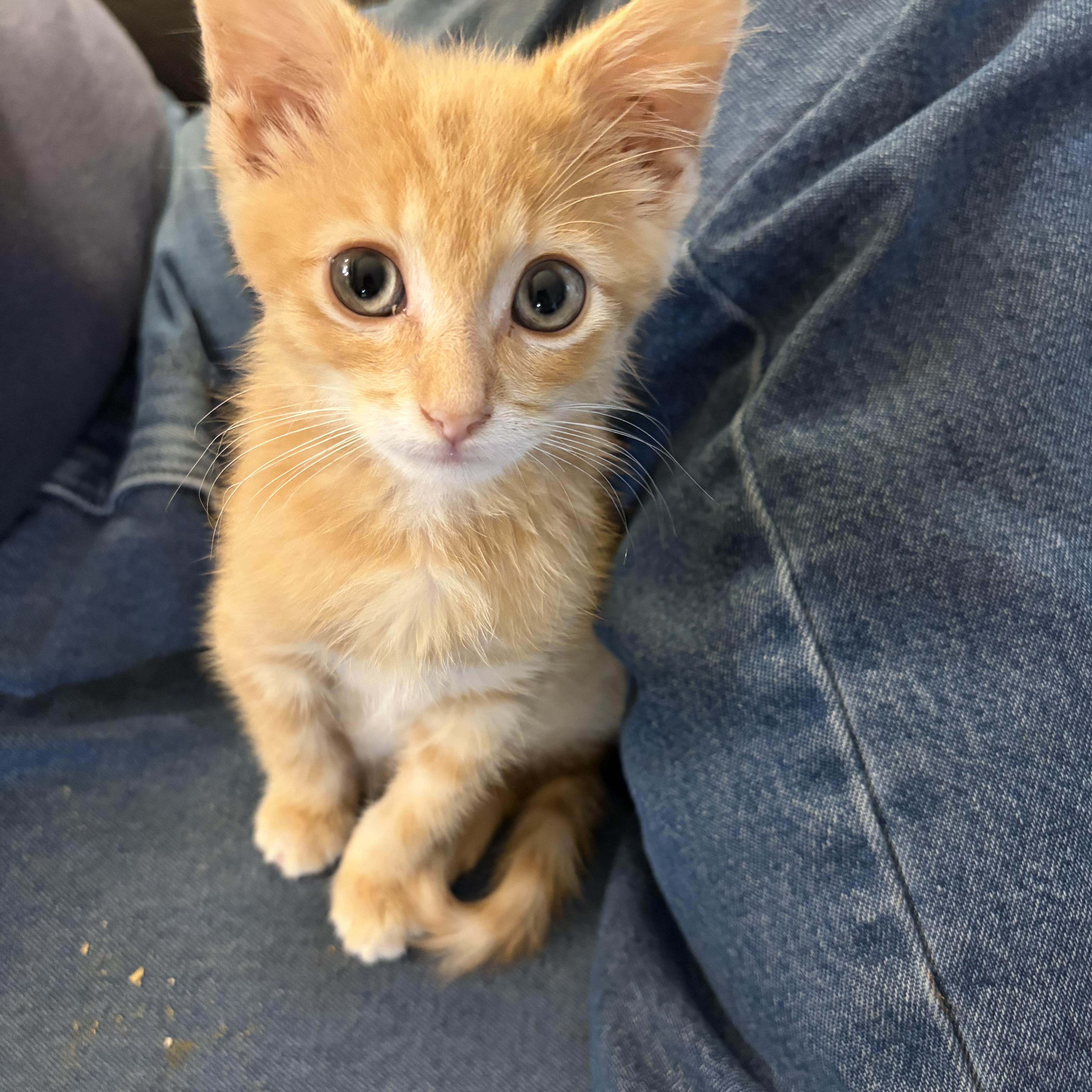 Enlarge Floyd, a Adoptable Domestic Short Hair in Muncie, IN image 4/4