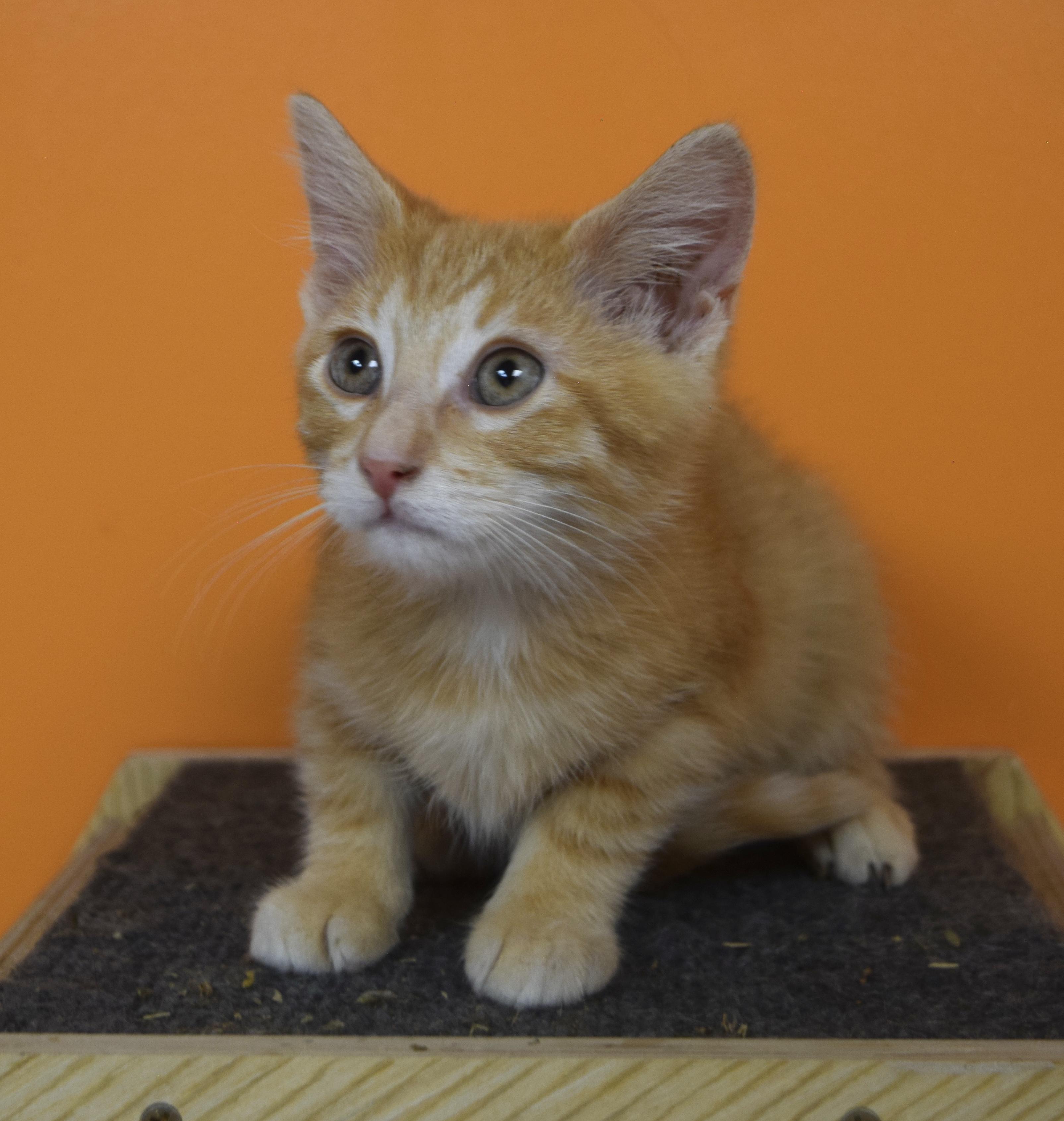Enlarge Floyd, a Adoptable Domestic Short Hair in Muncie, IN image 3/4