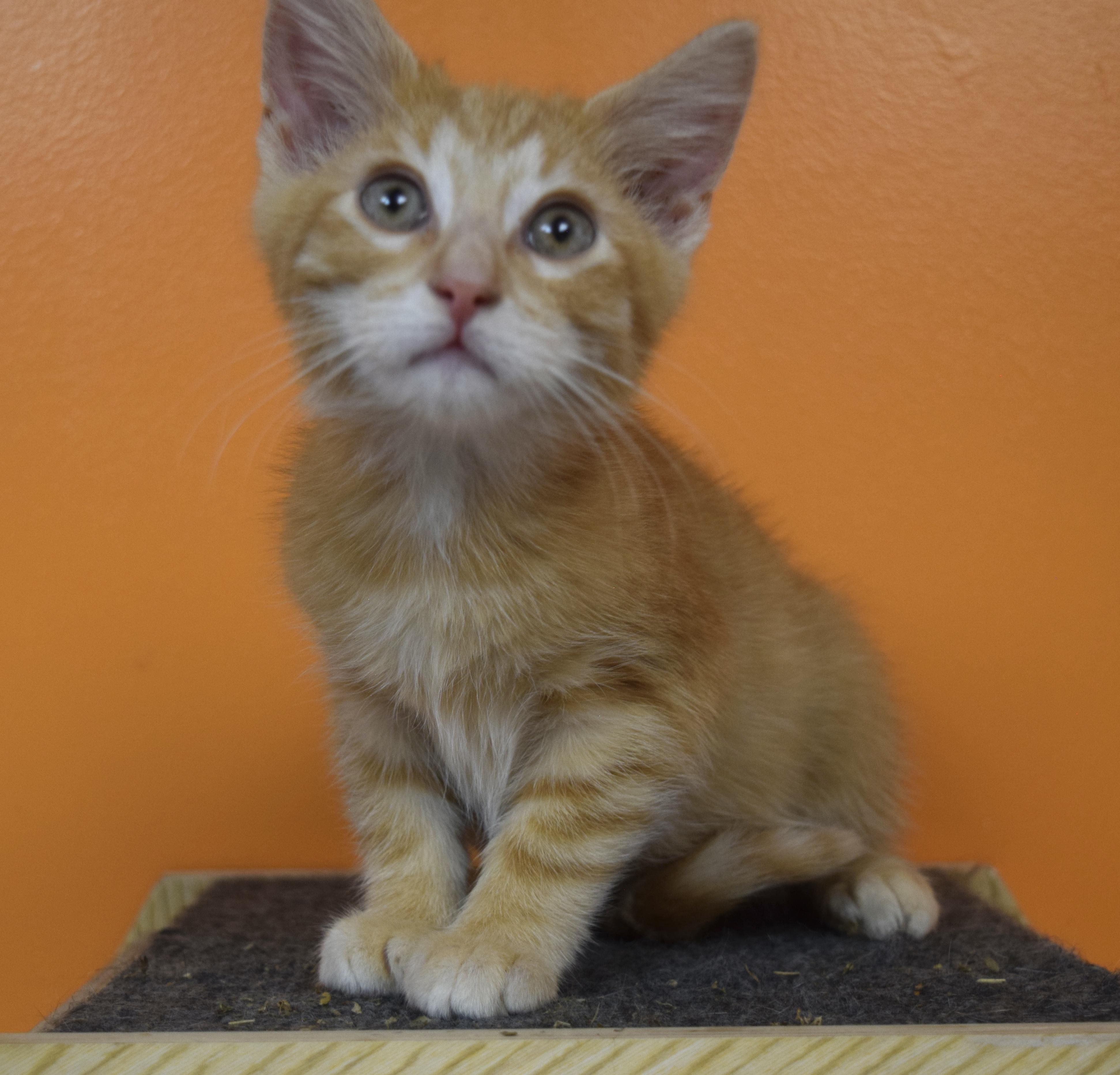 Enlarge Floyd, a Adoptable Domestic Short Hair in Muncie, IN image 2/4