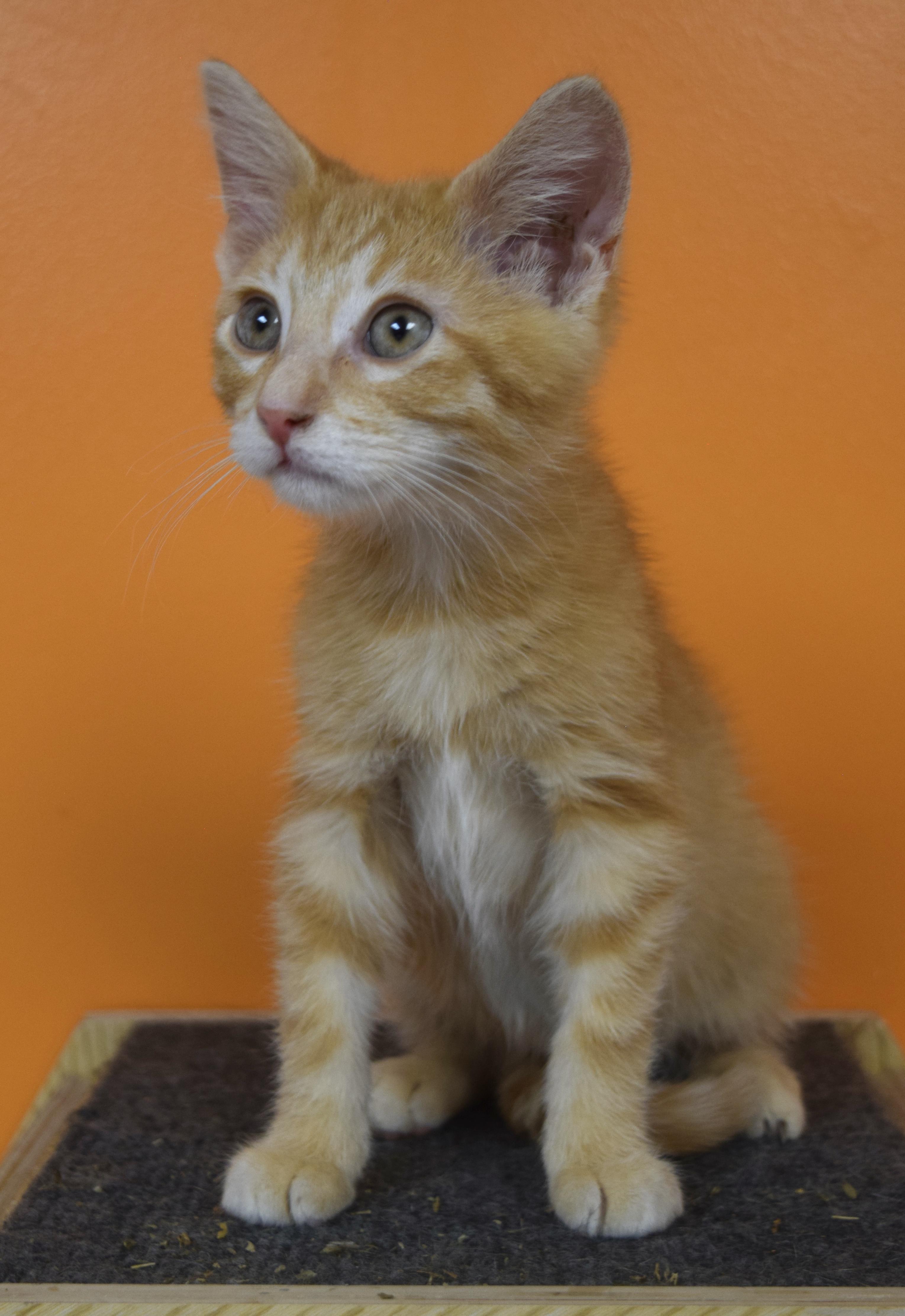Floyd, Adoptable, Kitten Male Domestic Short Hair.