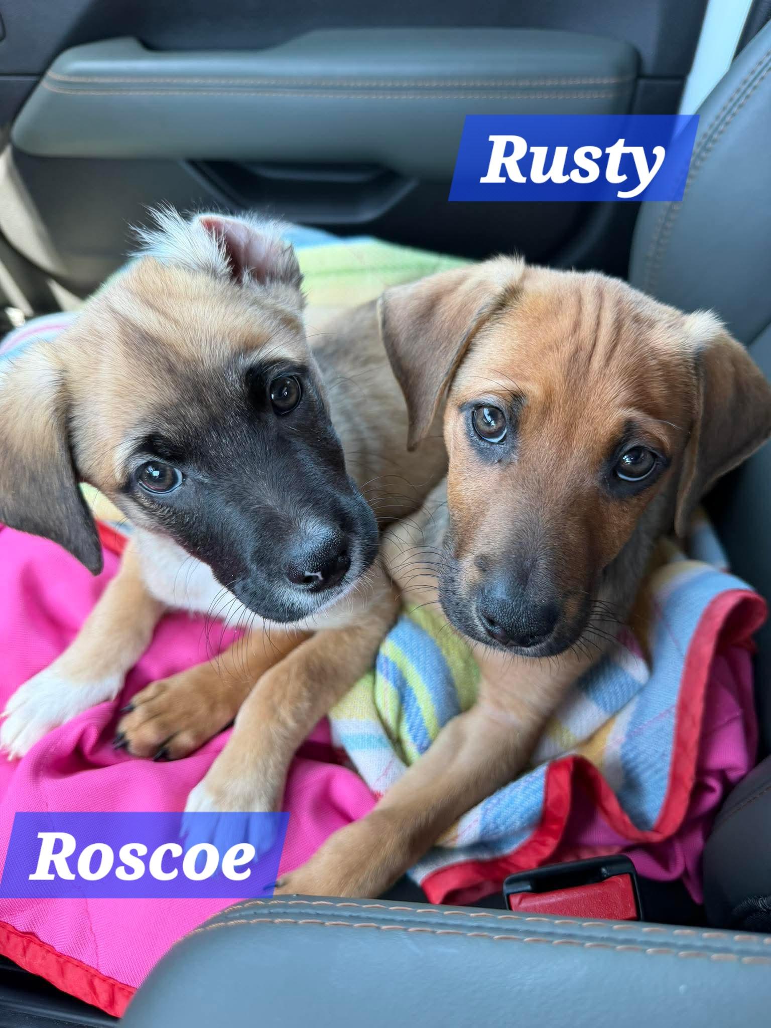 Rusty, a Adoptable mixed breed in Denver, NC image 5/6