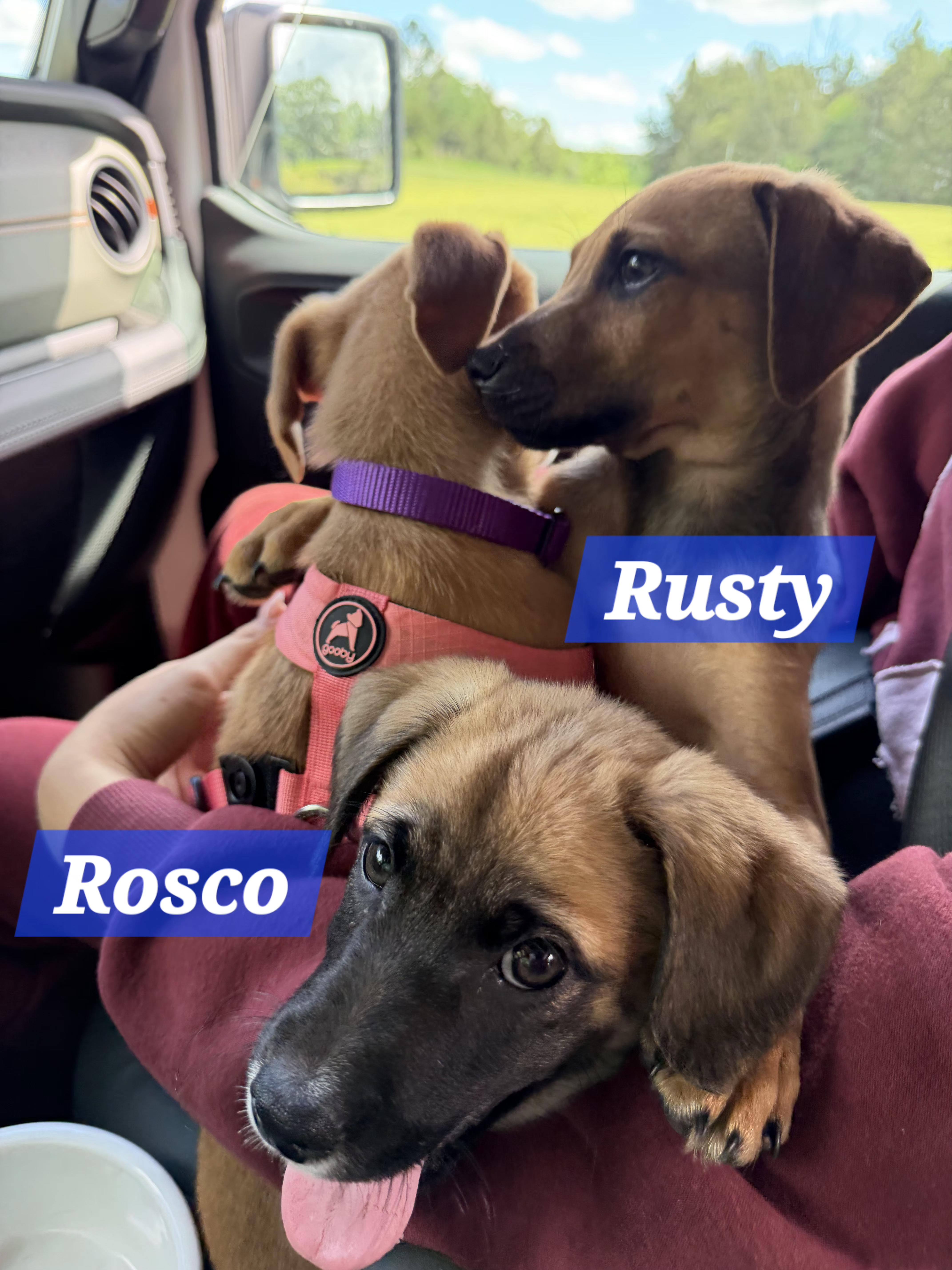 Rusty, a Adoptable mixed breed in Denver, NC image 2/6
