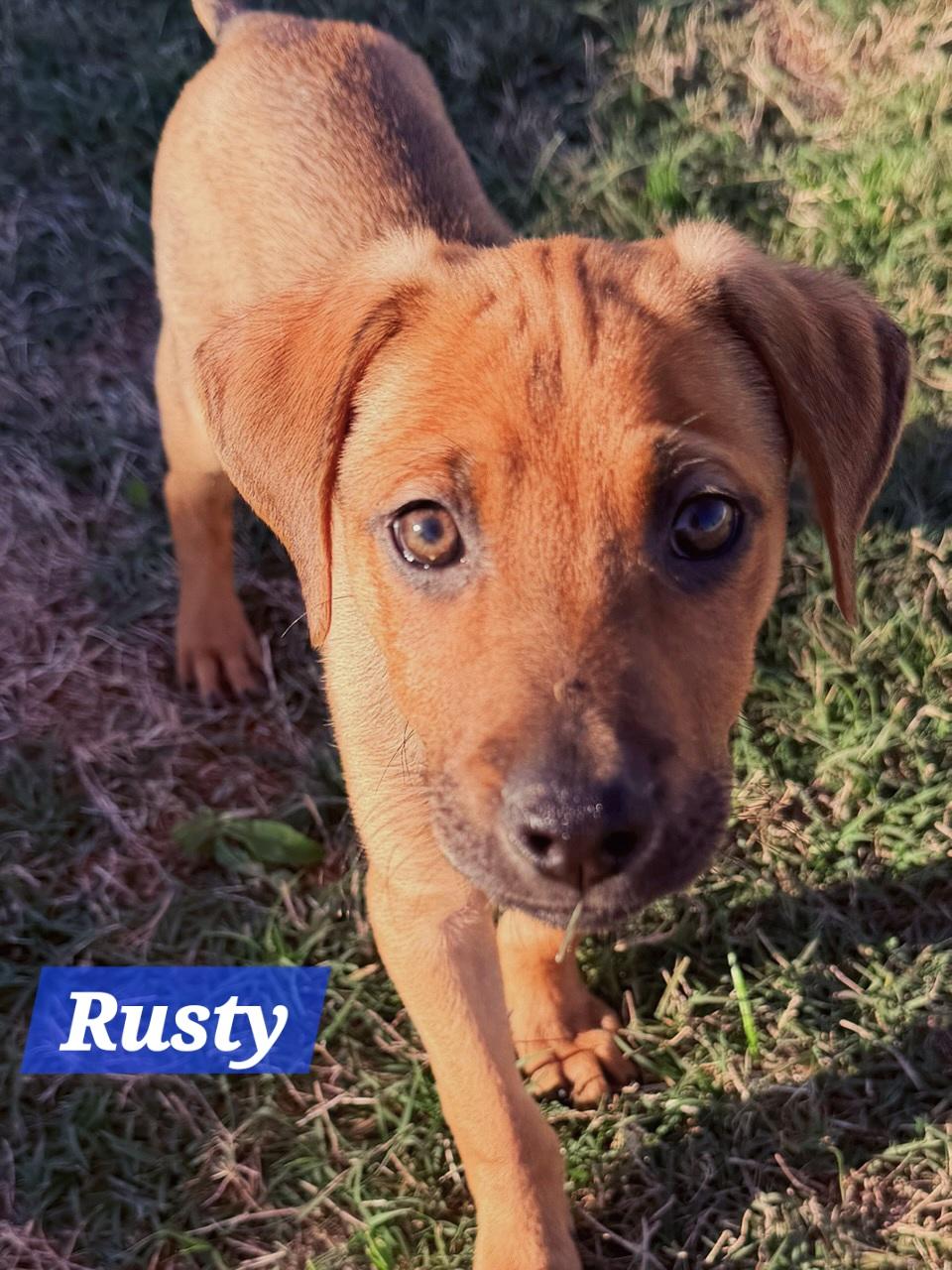 Rusty, Adoptable, Puppy Male Jack Russell Terrier & Doberman Pinscher.