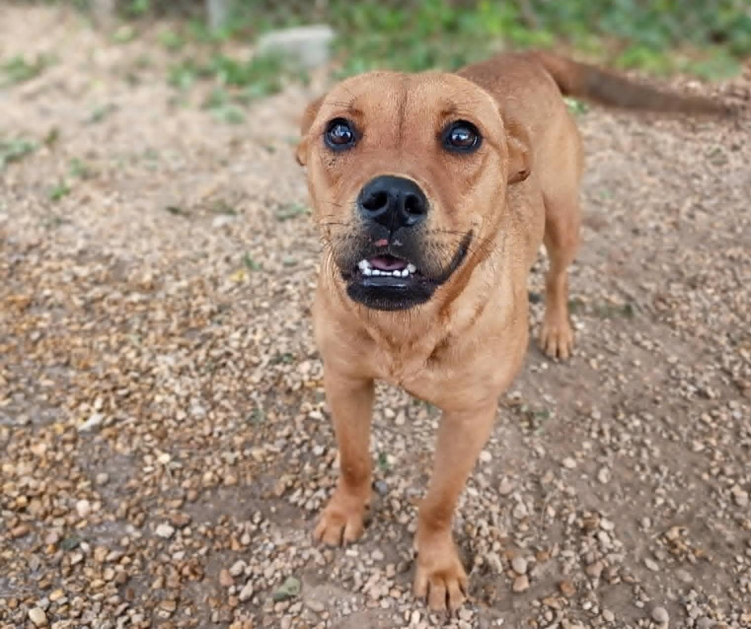 Enlarge Delilah, a Adoptable mixed breed in Anniston, AL image 3/5