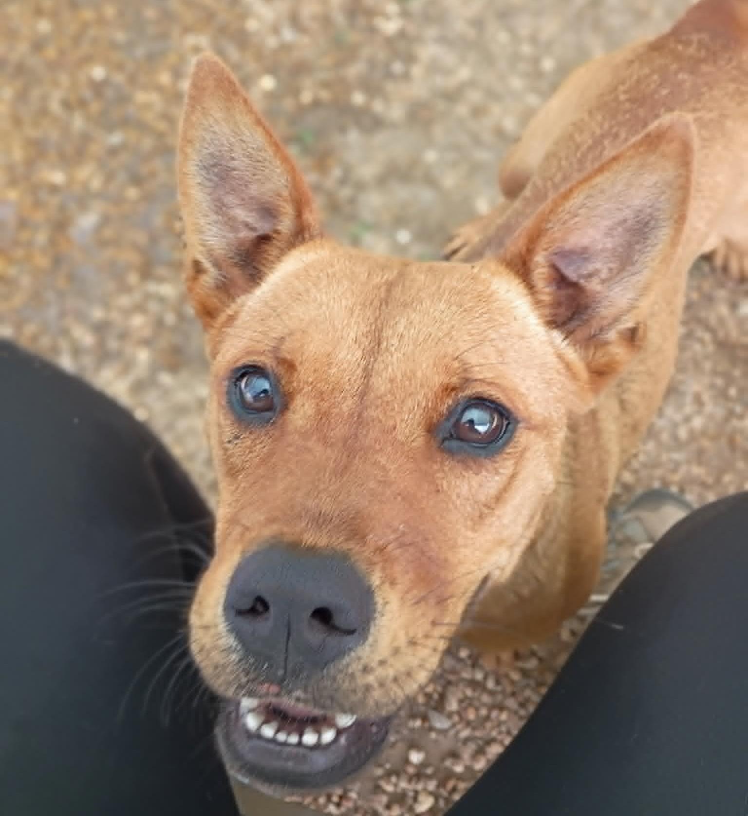 Delilah, Adoptable, Young Female Feist.