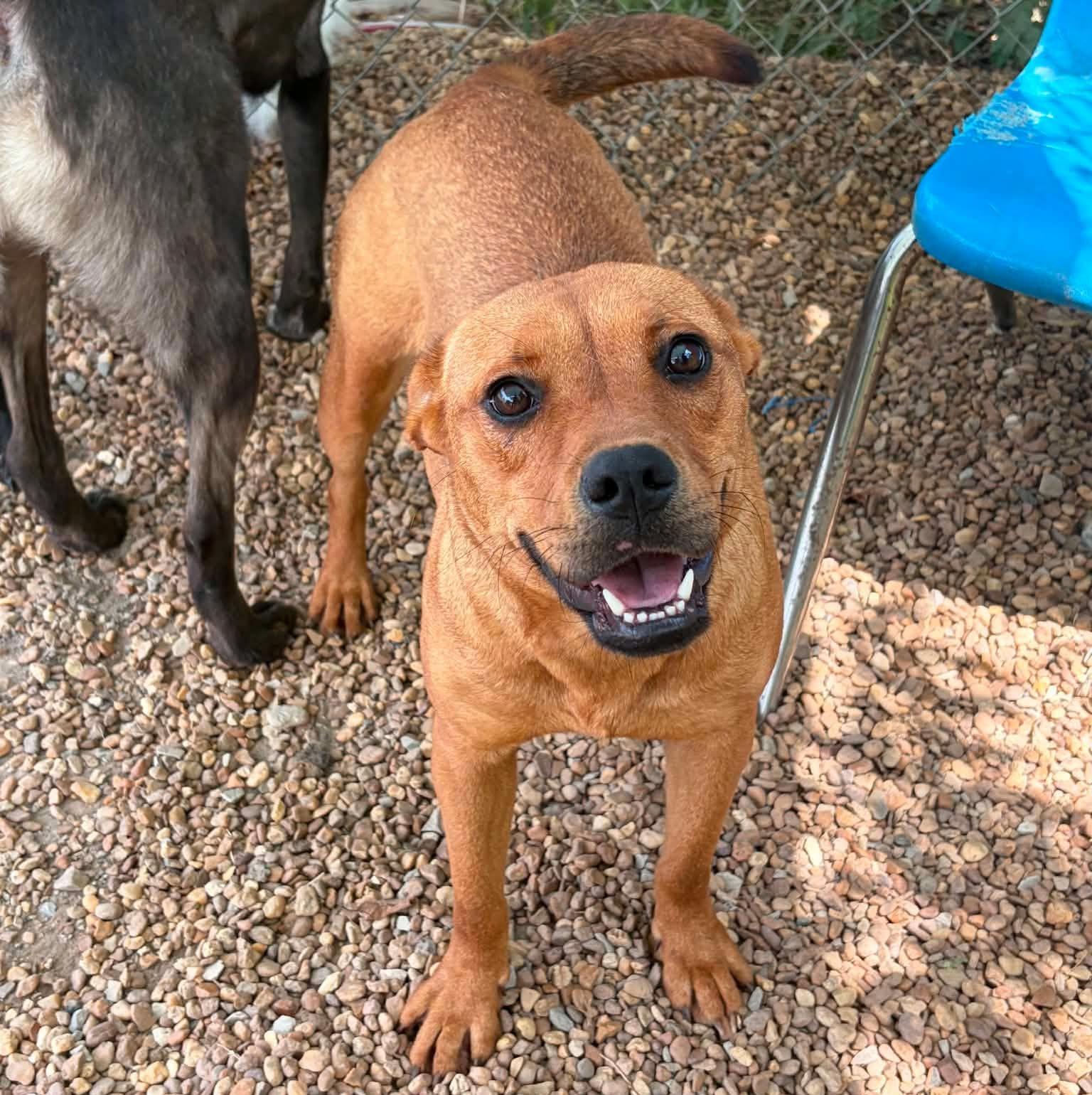 Enlarge Delilah, a Adoptable mixed breed in Anniston, AL image 4/5
