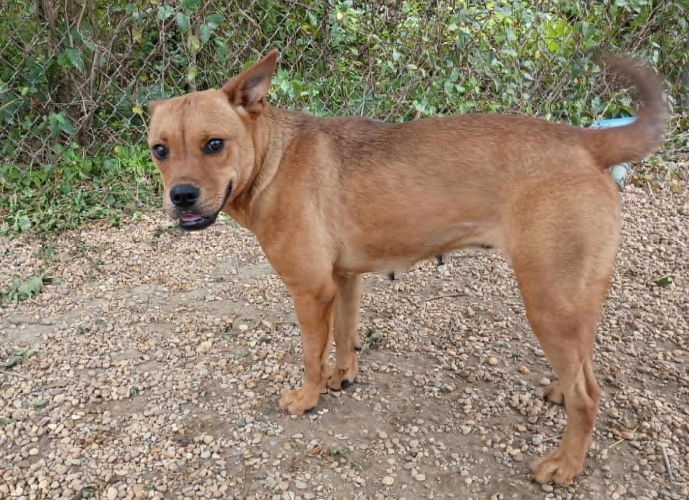 Enlarge Delilah, a Adoptable mixed breed in Anniston, AL image 2/5