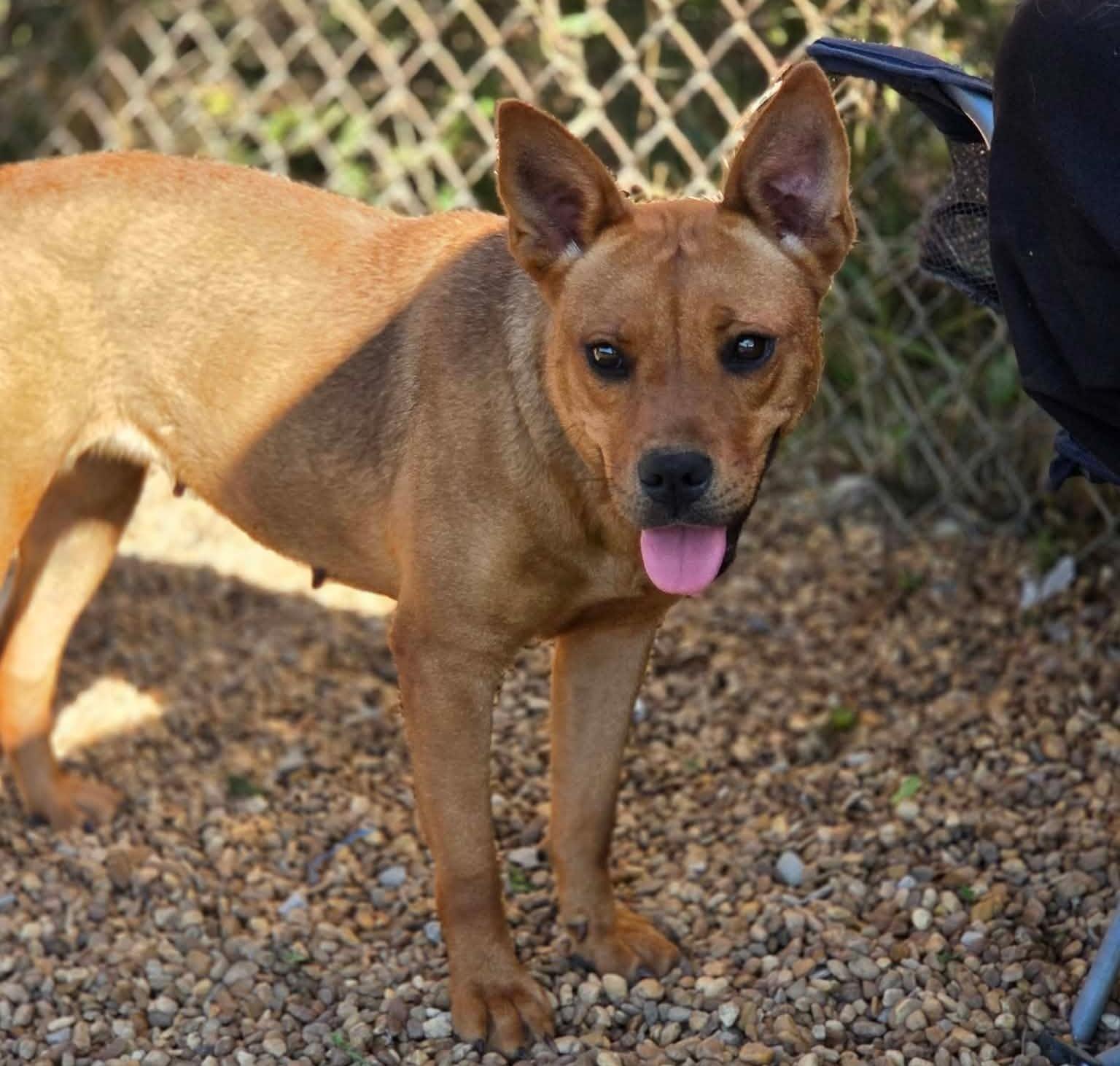 Enlarge Delilah, a Adoptable mixed breed in Anniston, AL image 5/5