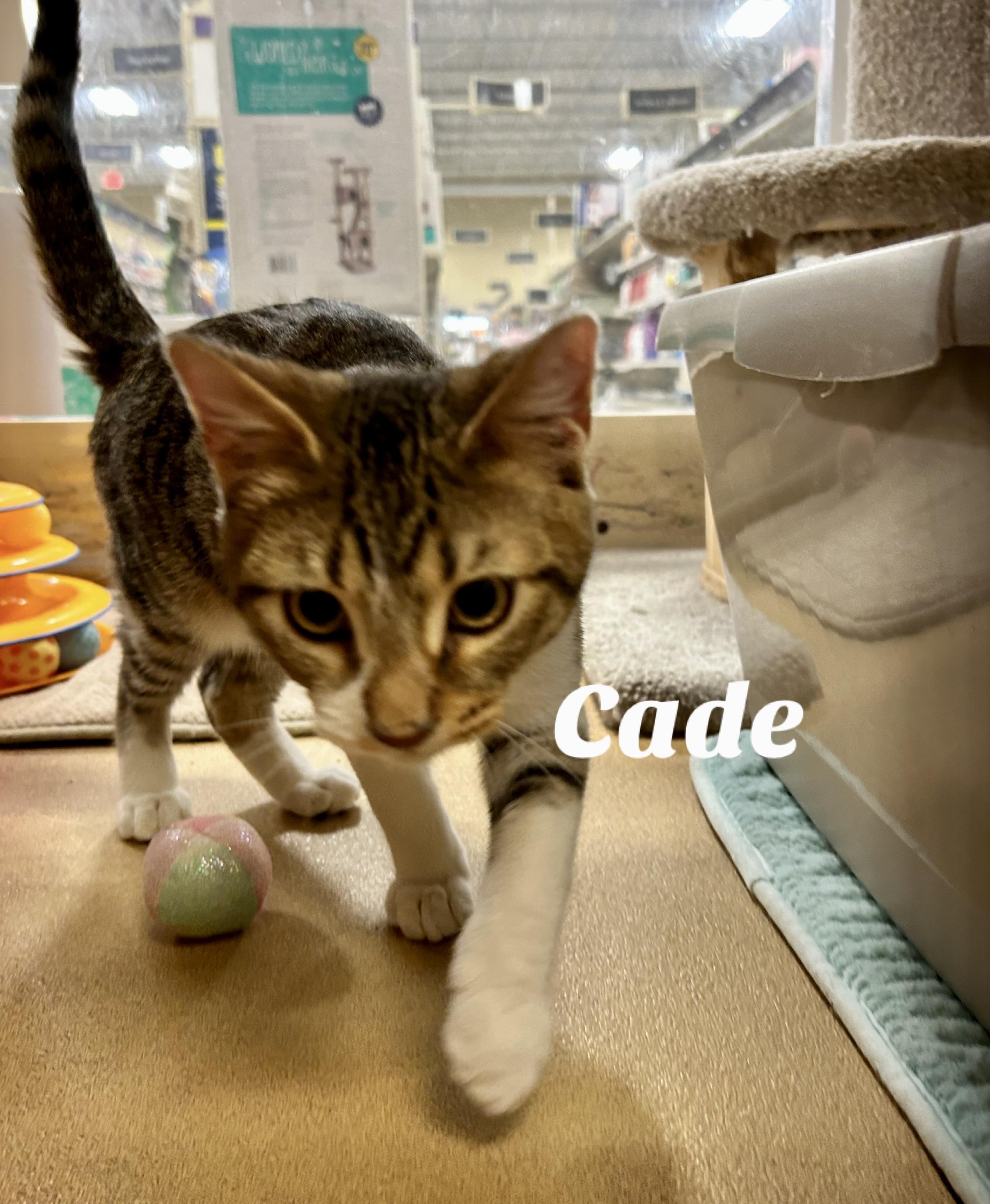 Enlarge Cade, a ADOPTABLE Domestic Short Hair in Owasso, OK image 1/1